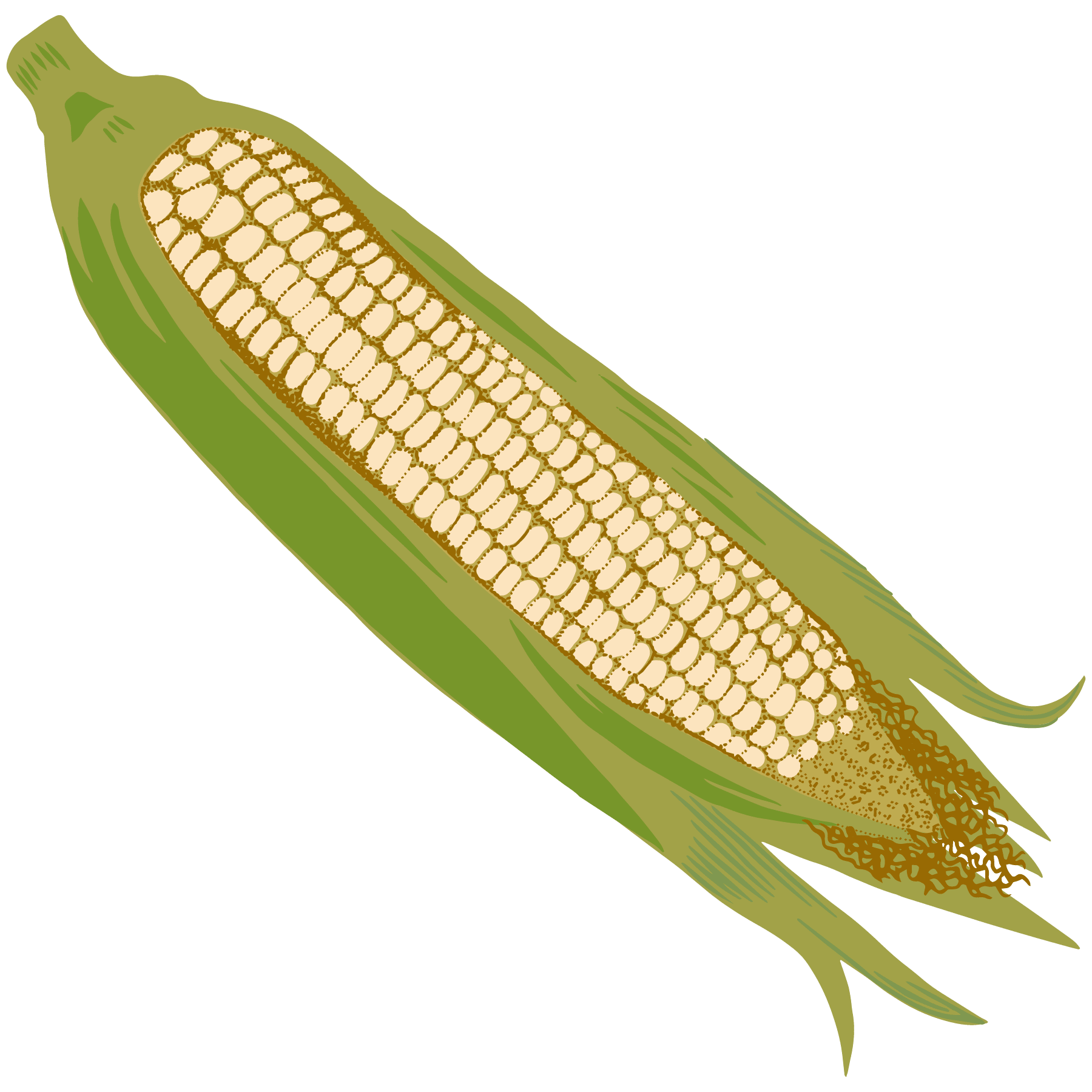 Corn | RoundGlass Living