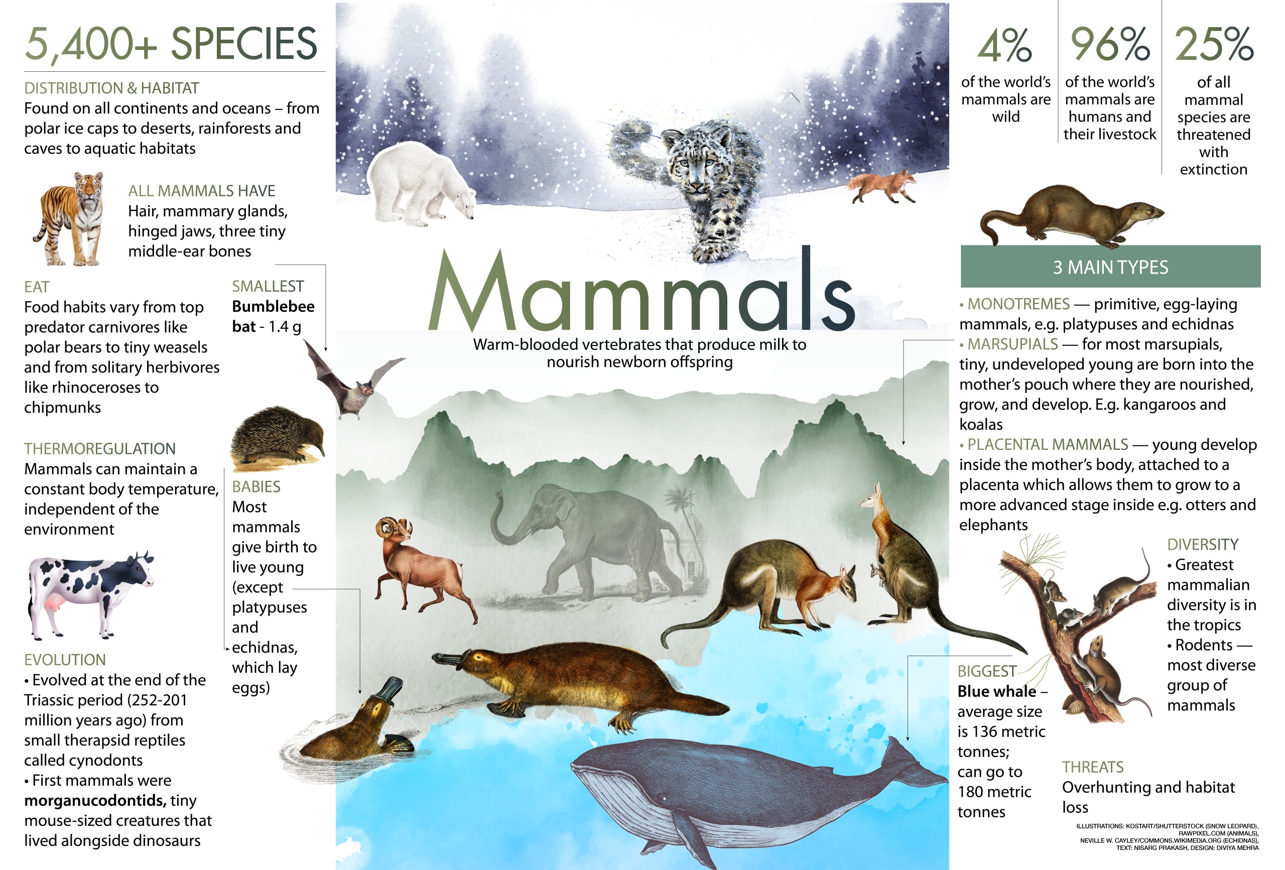 5 Examples Of Mammals With Names 5 Examples Of Mammals With Names