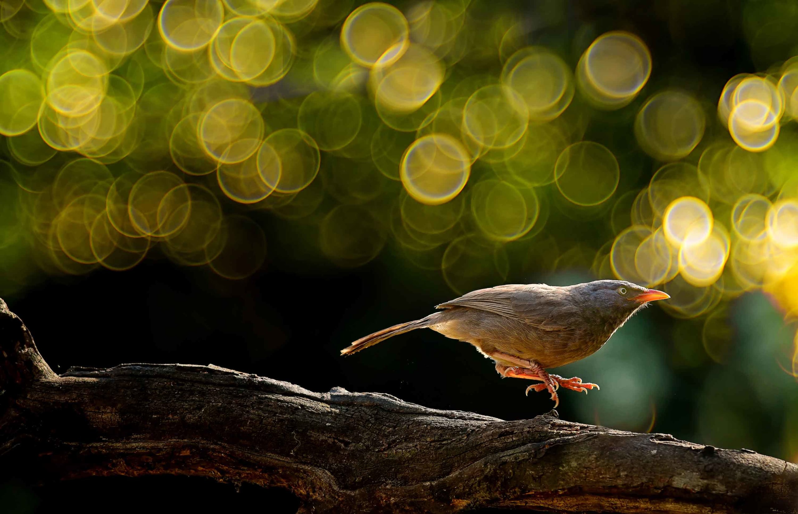 The Babblers Five: Soul Sisters and Charming Angry Birds