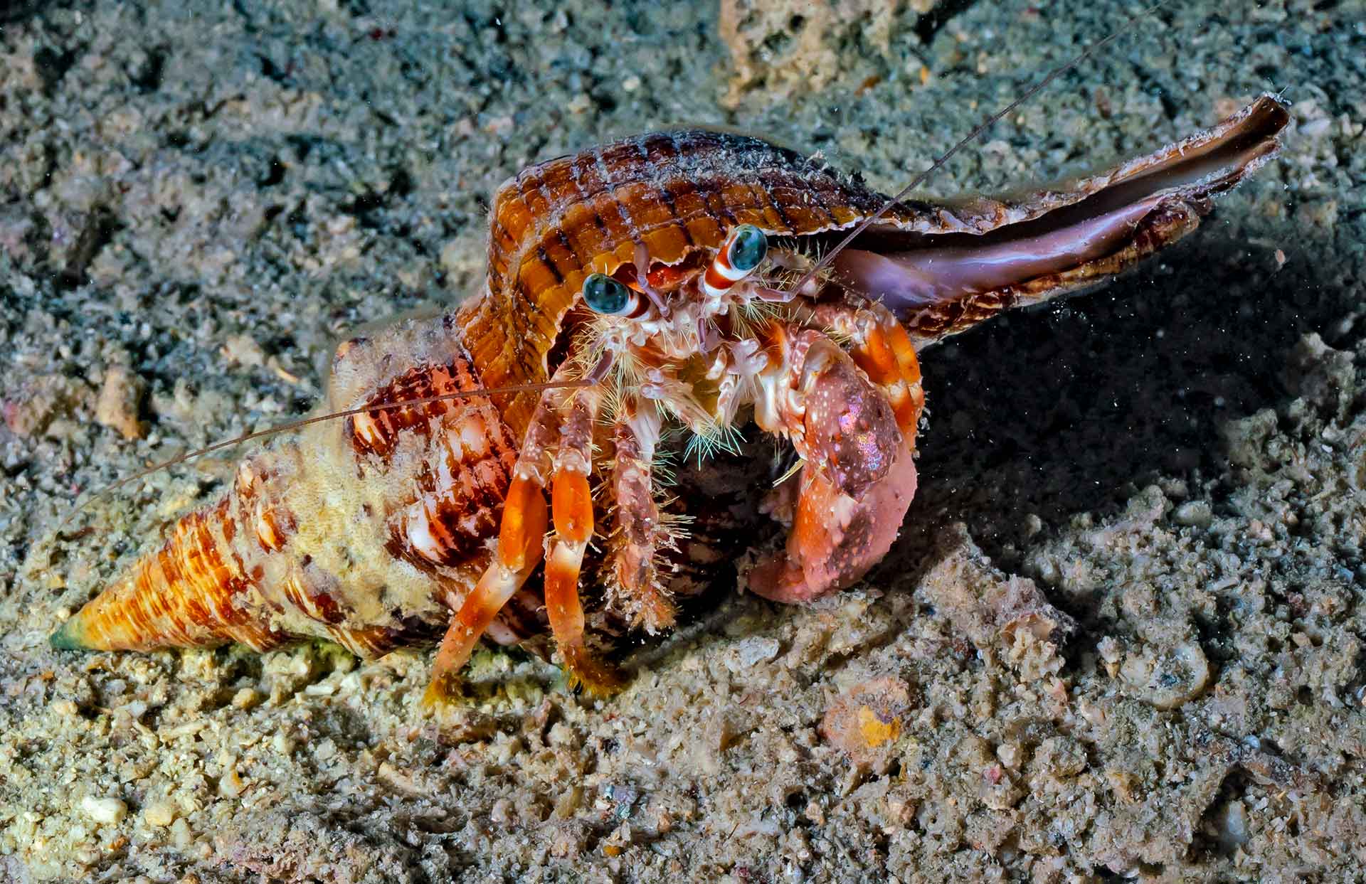 Hermit Crabs: Mobile Home in a Snail Shell
