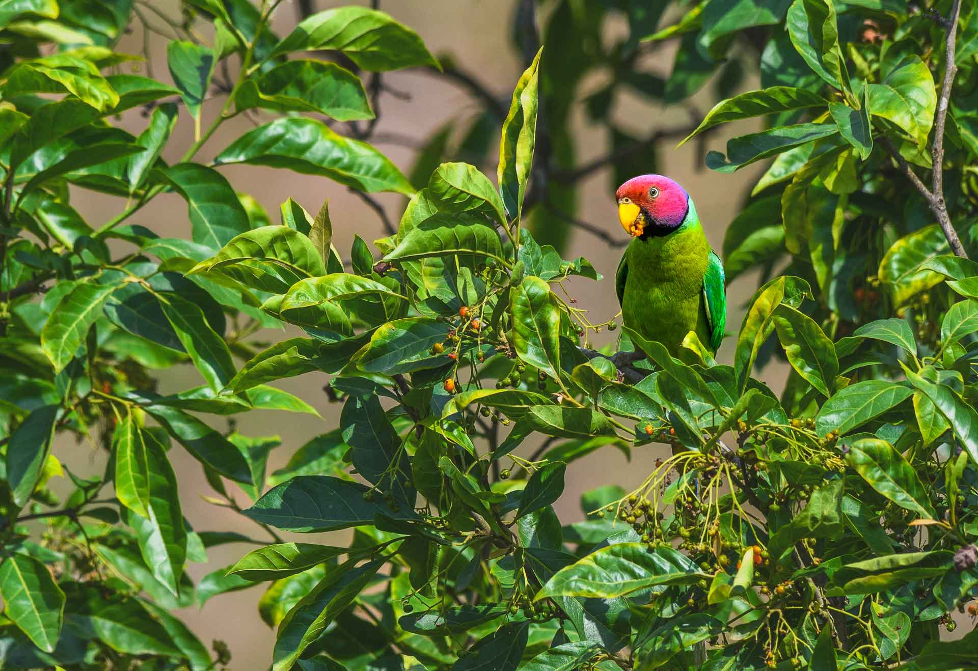 Playful Parakeets: Green Chilli-shaped Missiles of Entertainment