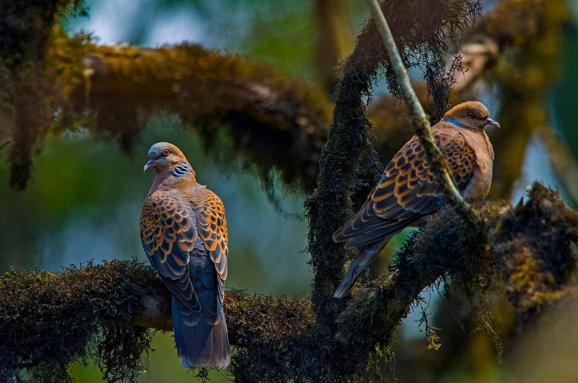 Pigeons and Doves: Lovey-Dovey and Very Savvy