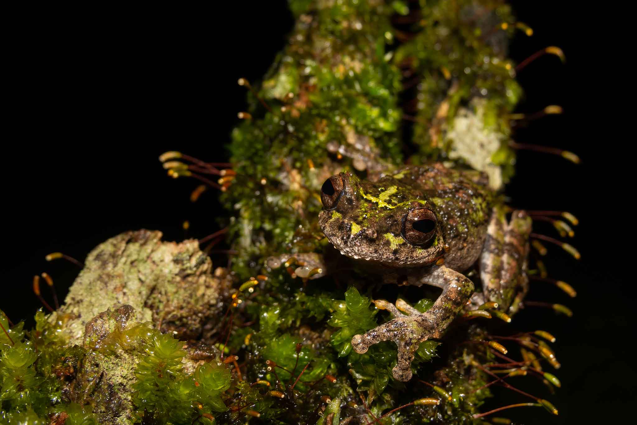 Hide and Seek: The Water Drop Frog of the Western Ghats