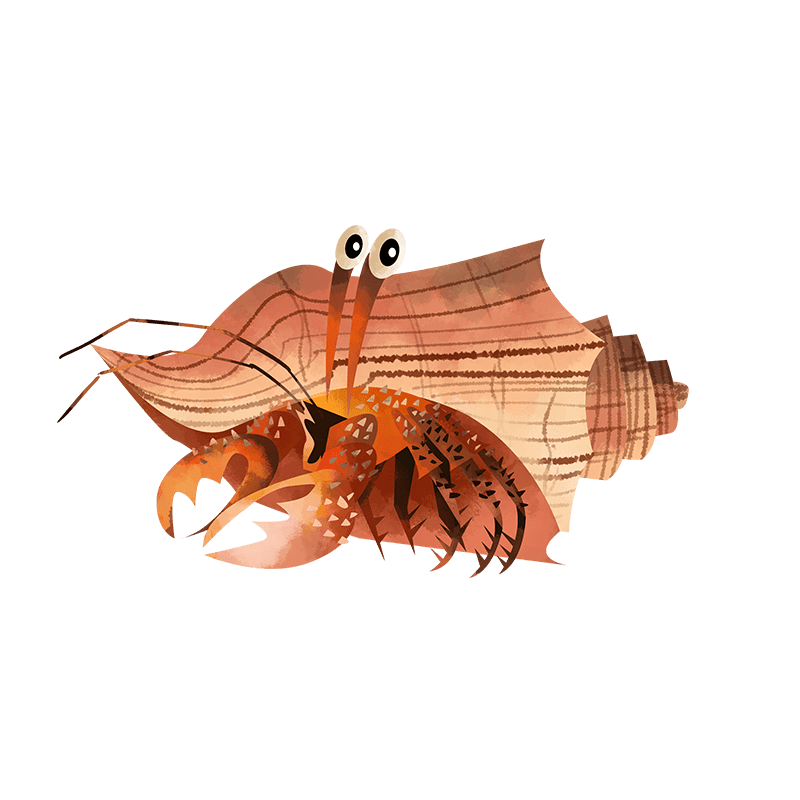 Hermit crab