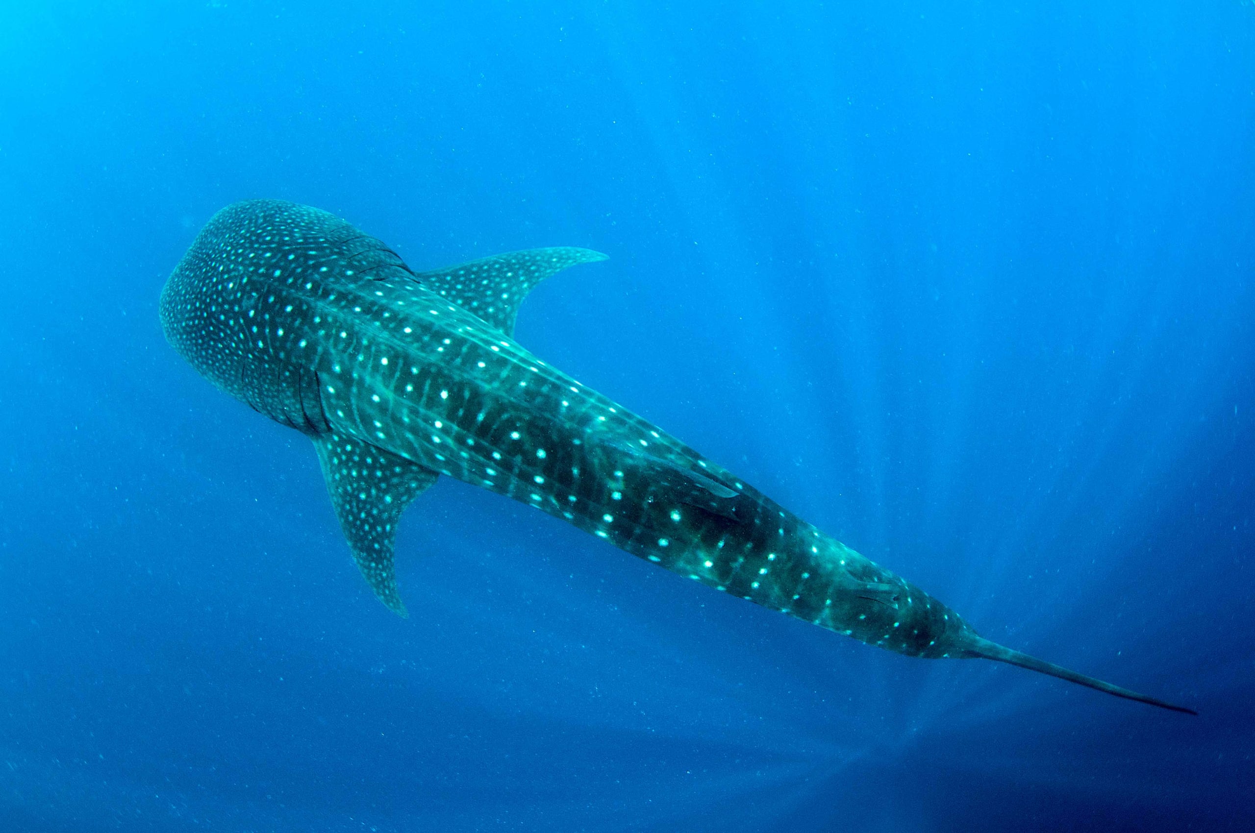Getting to Know You: Diving Into the Amazing World of Sharks