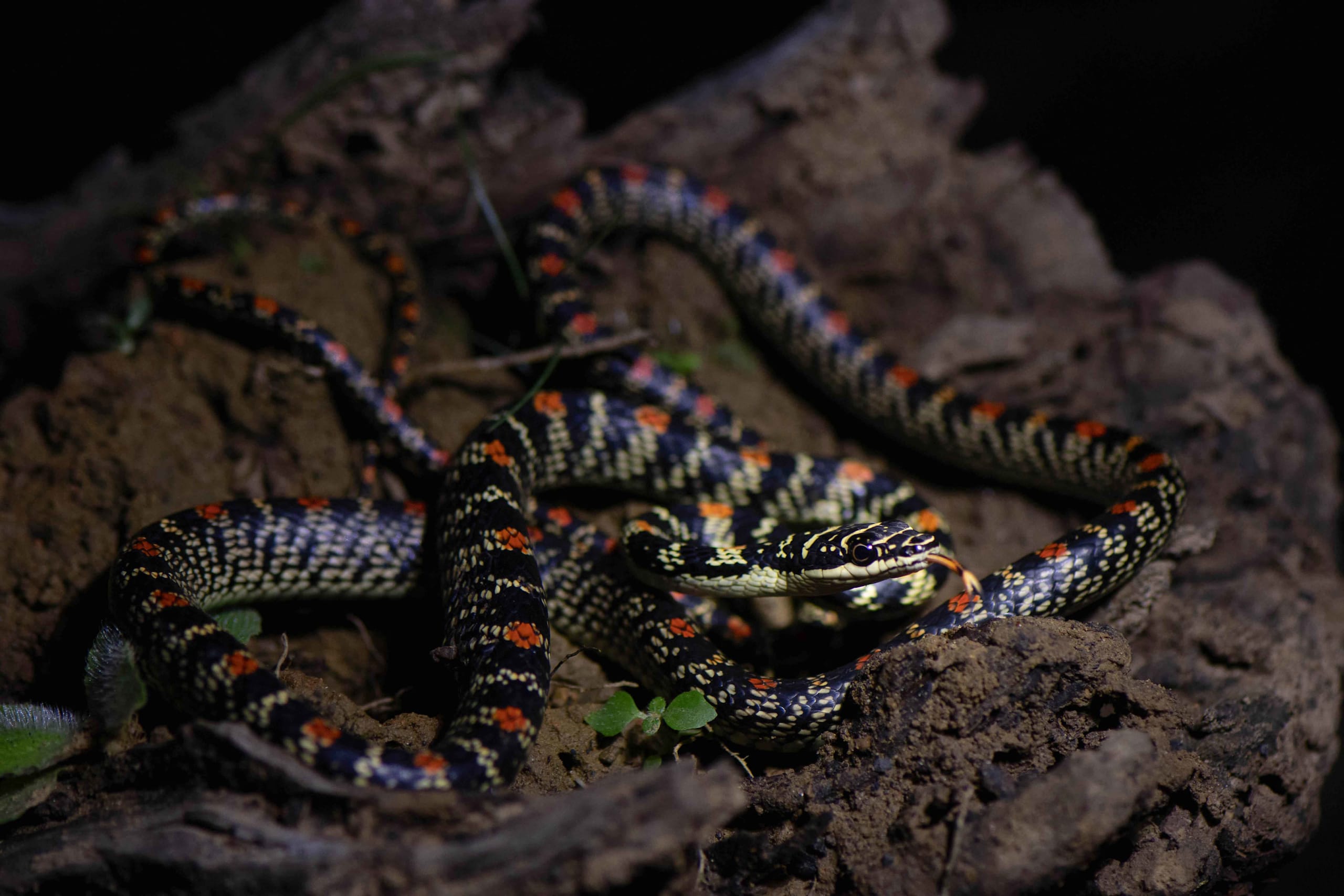 Ornate Flying Snake: Nature’s Gliding Jewel