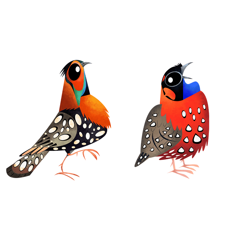 Tragopans