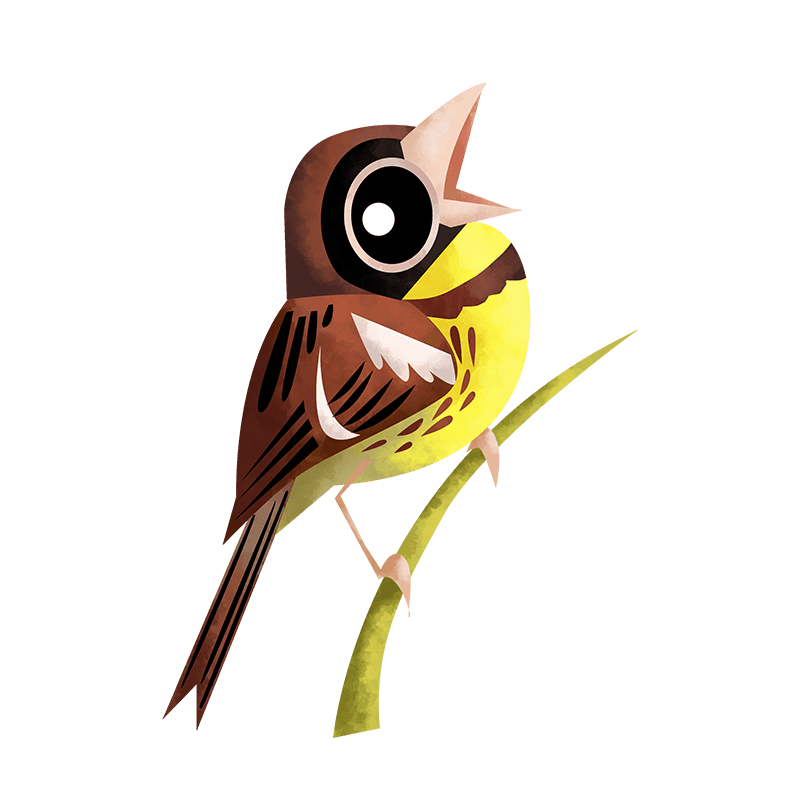 Yellow-breasted bunting