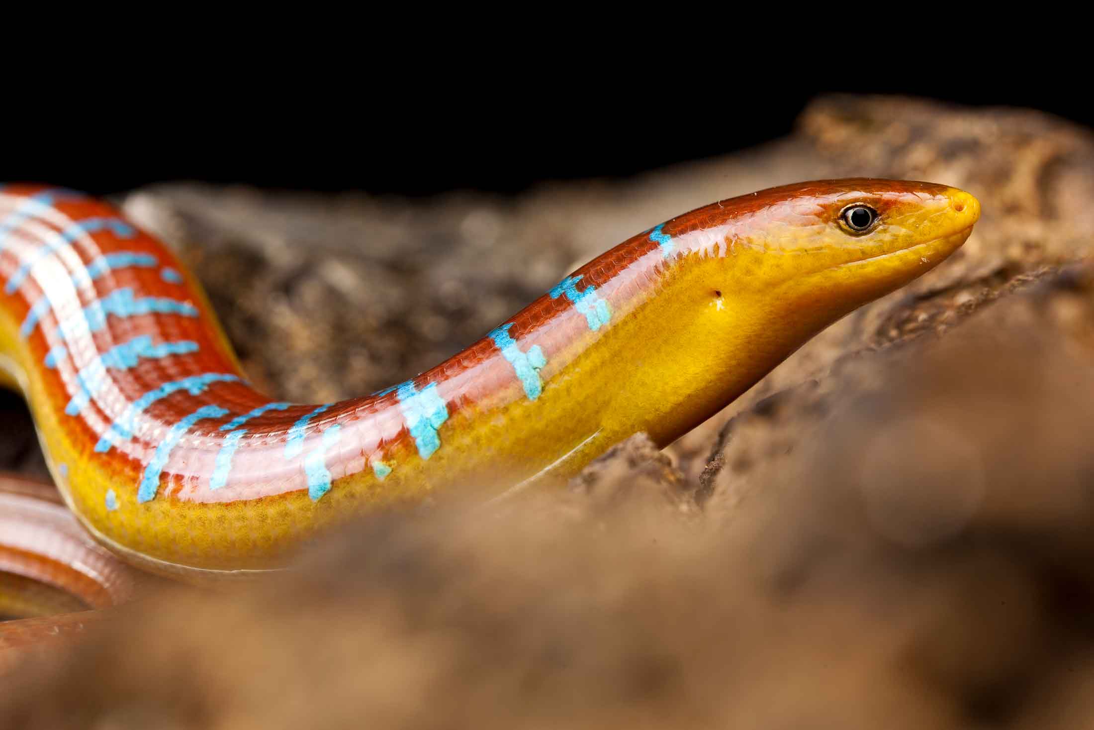 Asian Glass Lizard: Jewel-toned Enigma from the Northeast