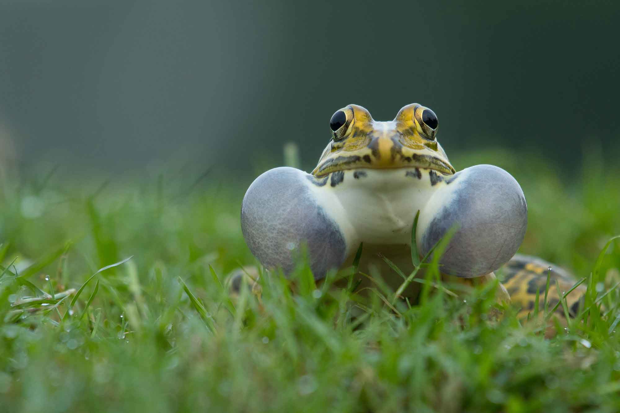 Loud and Clear: Bullfrogs of India