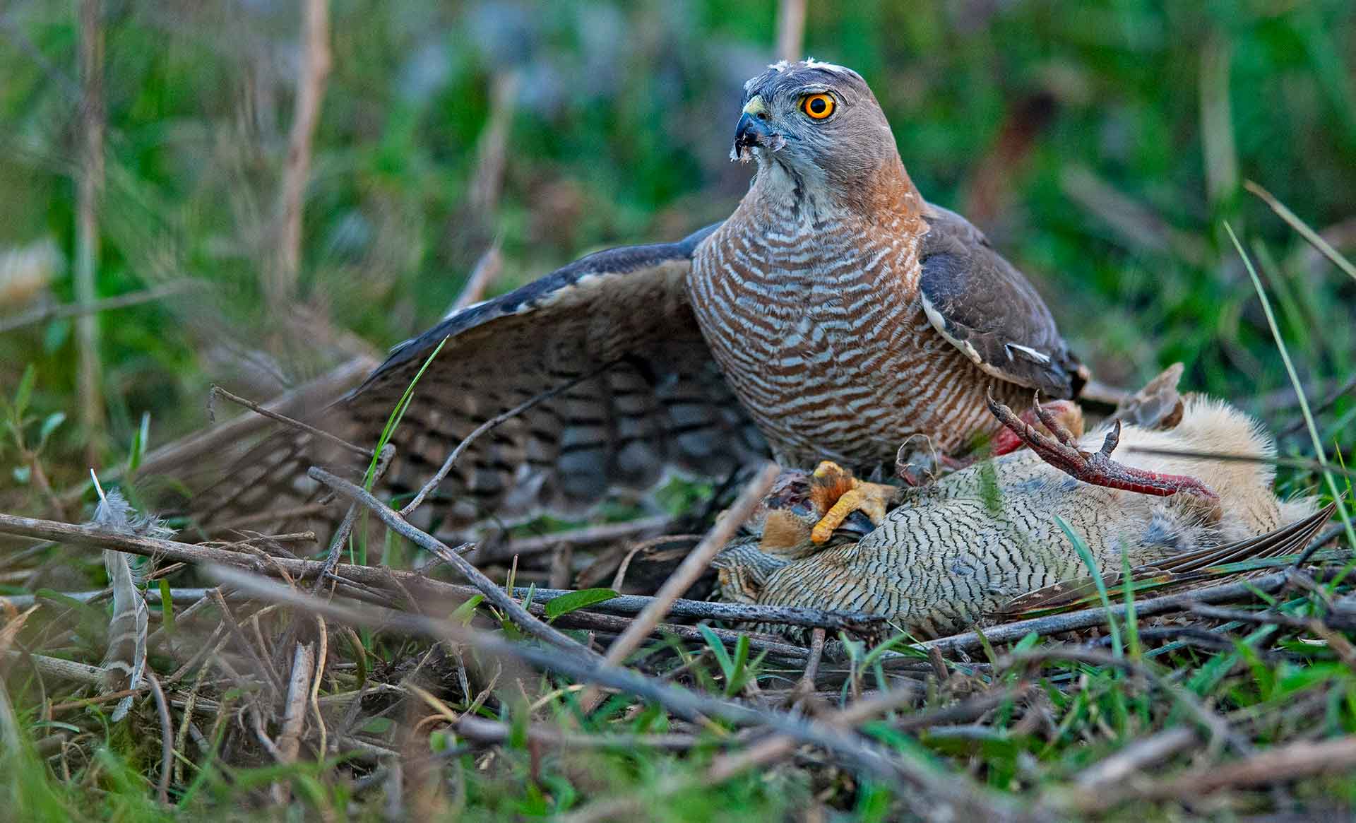 Hawk Assault: Agile Hunters on a Wing