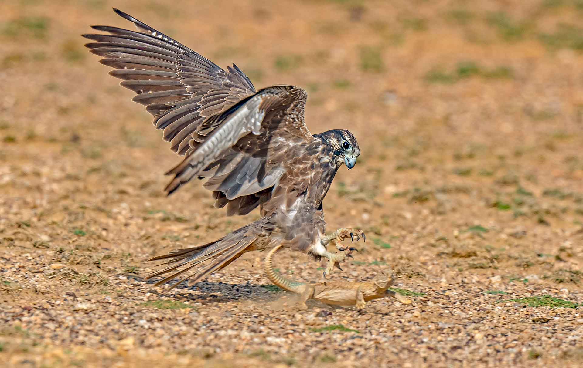 Fantastic Falcons: Streamlined, Superfast Raptors in Many Avatars
