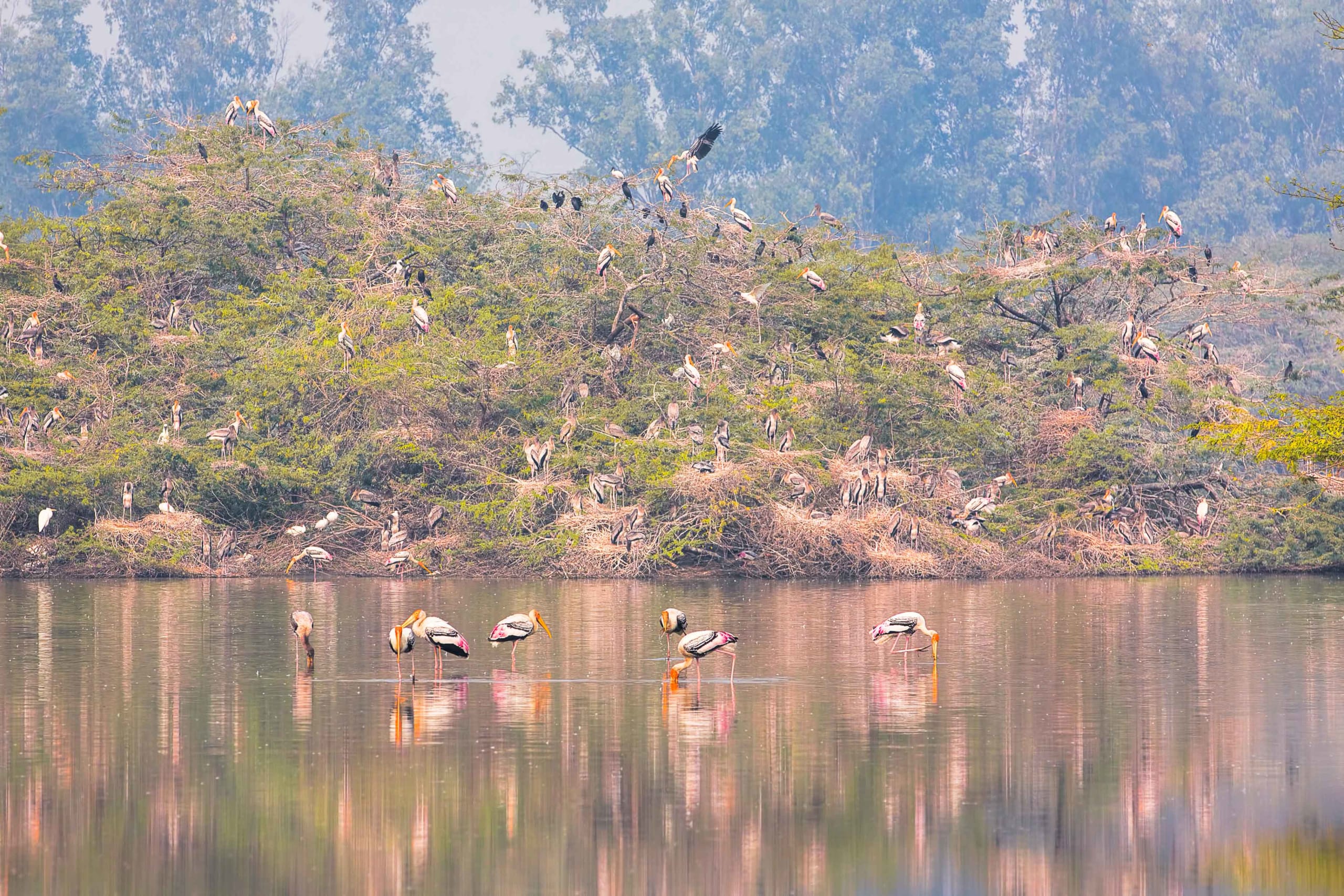 Sultanpur Wetlands, Gurgaon