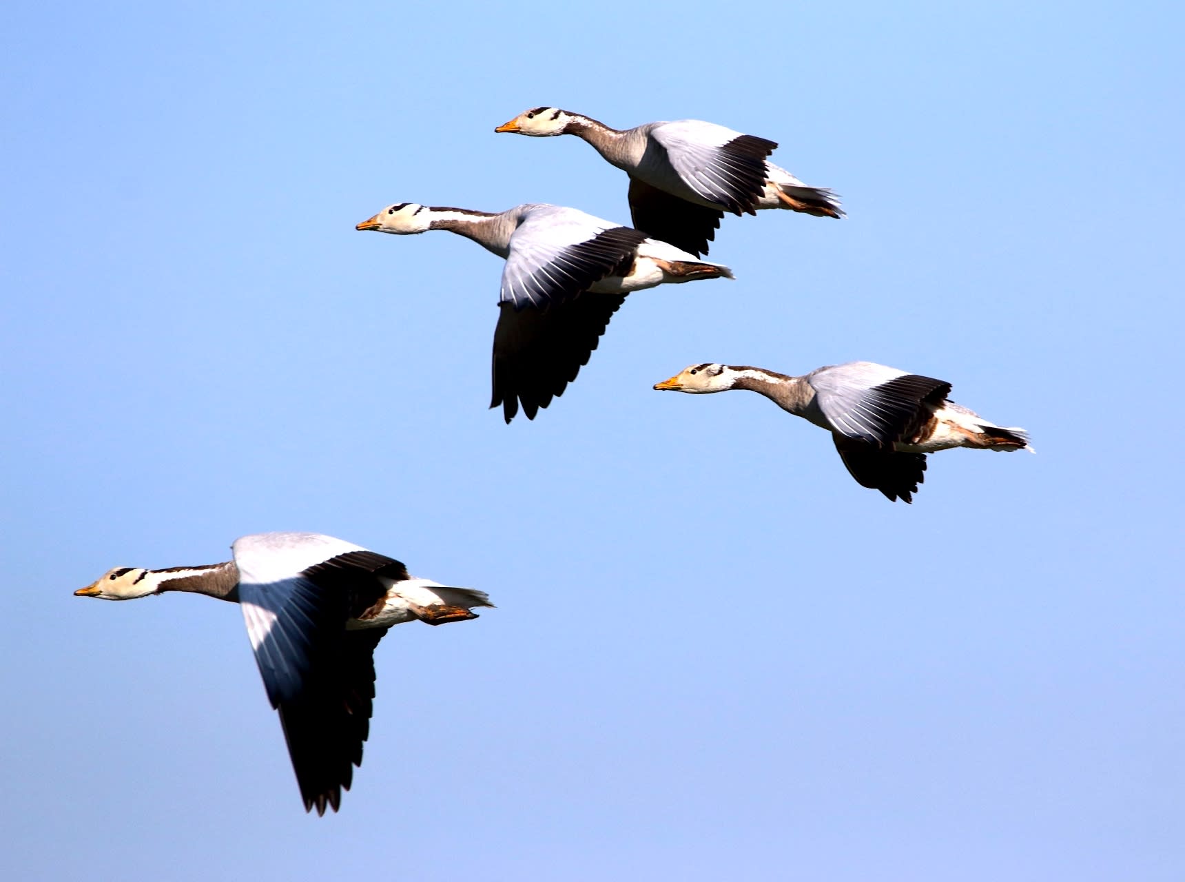 High Flier: Bar-headed Goose Over the Himalayas