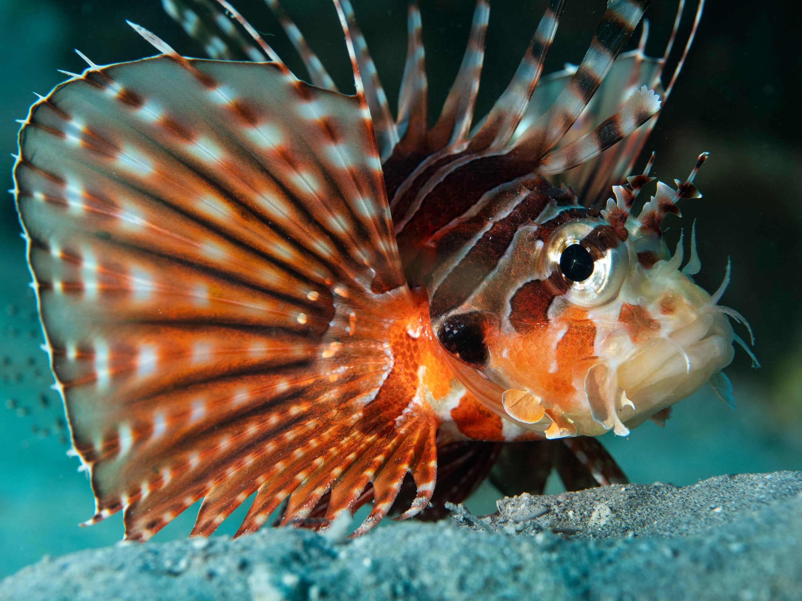 Beauty or Beast? The Lionfish Conundrum