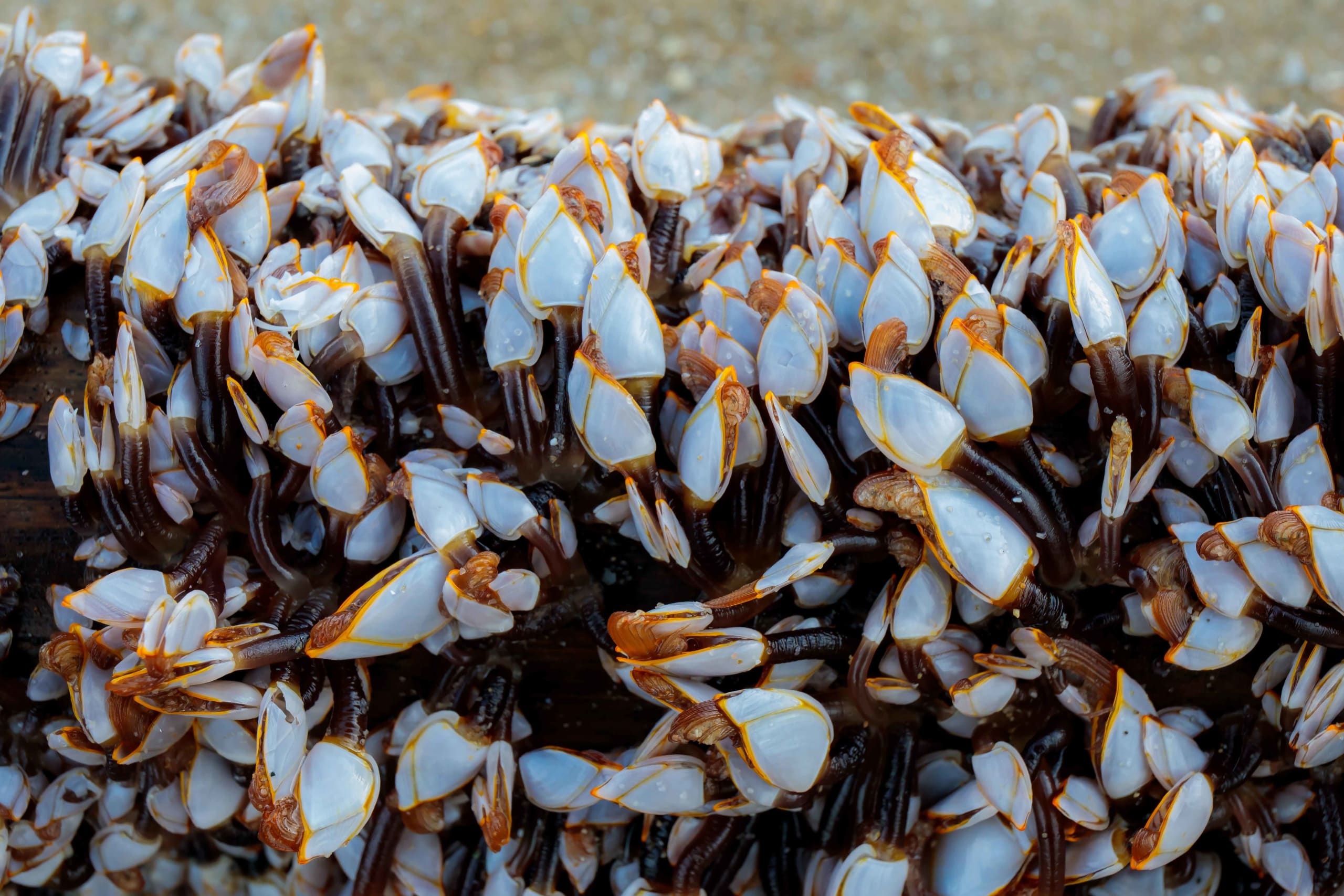 Gooseneck Barnacles: Rare Delicacy or Dinosaur Feet?