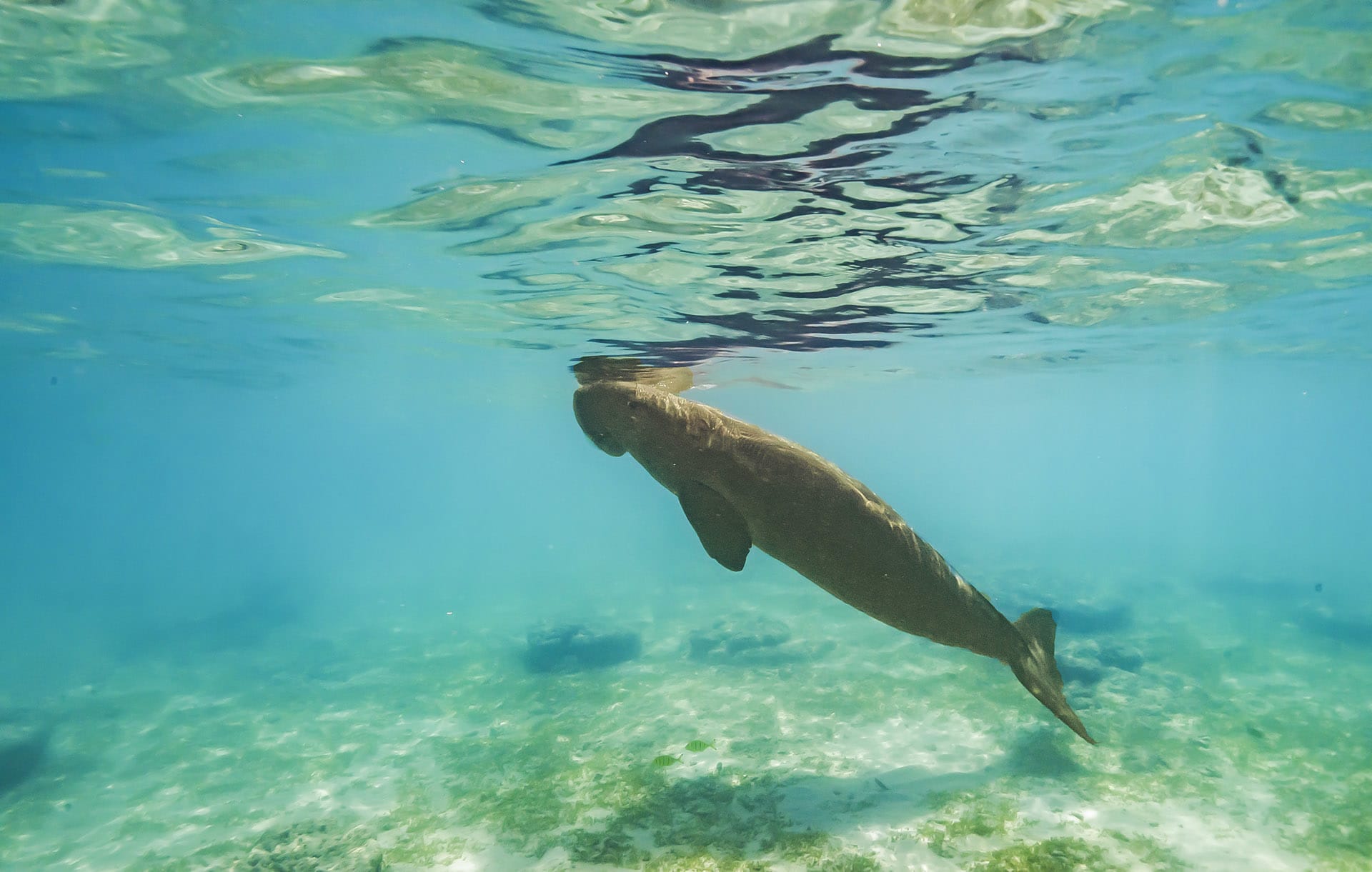 Dwindling Dugongs: Meandering Trails in Seagrass Meadows