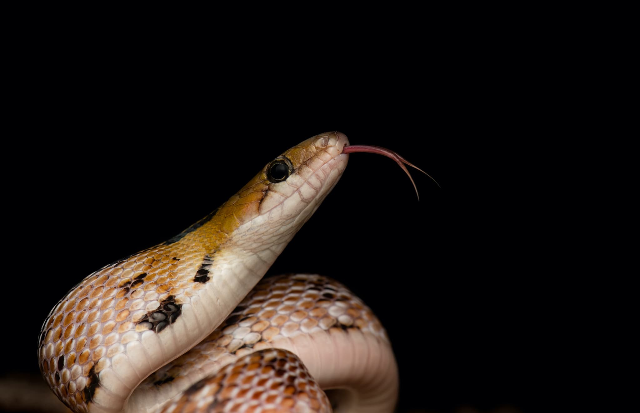 Trinket Snakes and Their Treasured Personal Space