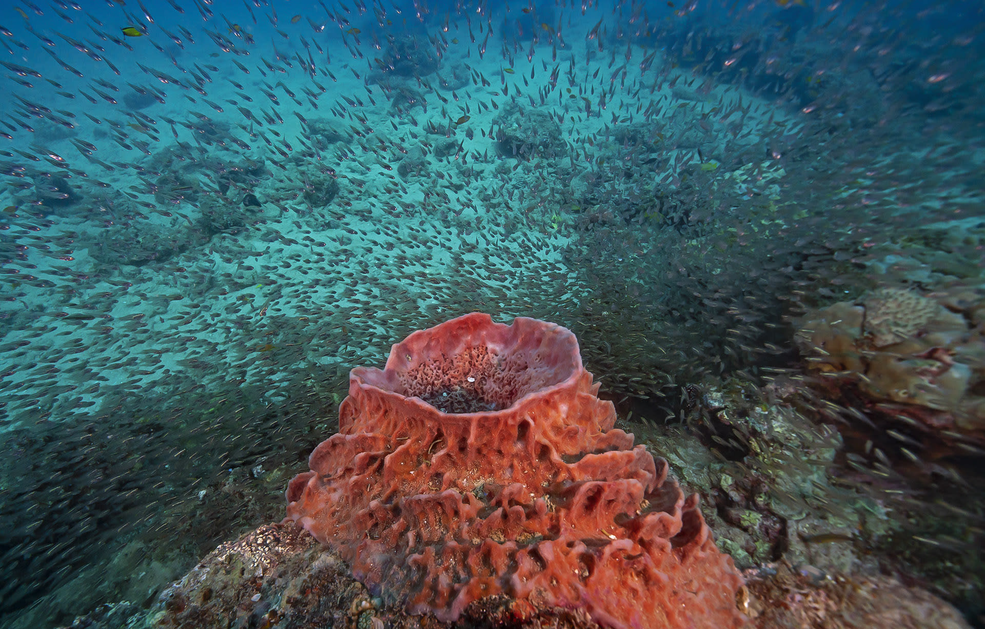 Swimming Amongst Fossils: What Sponges Tell Us About the World