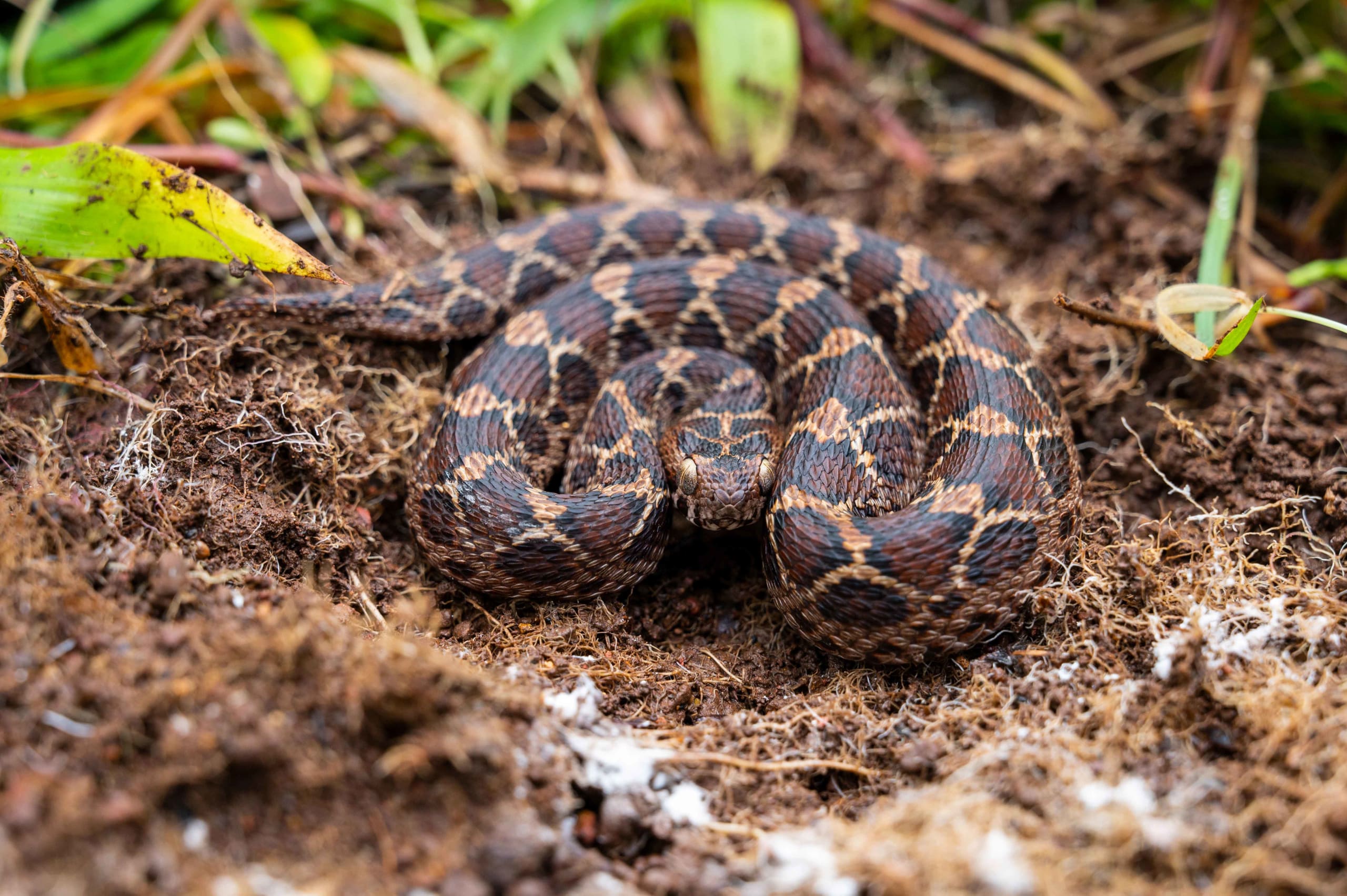 Playing Hide and Seek with the Saw-Scaled Viper in Goa