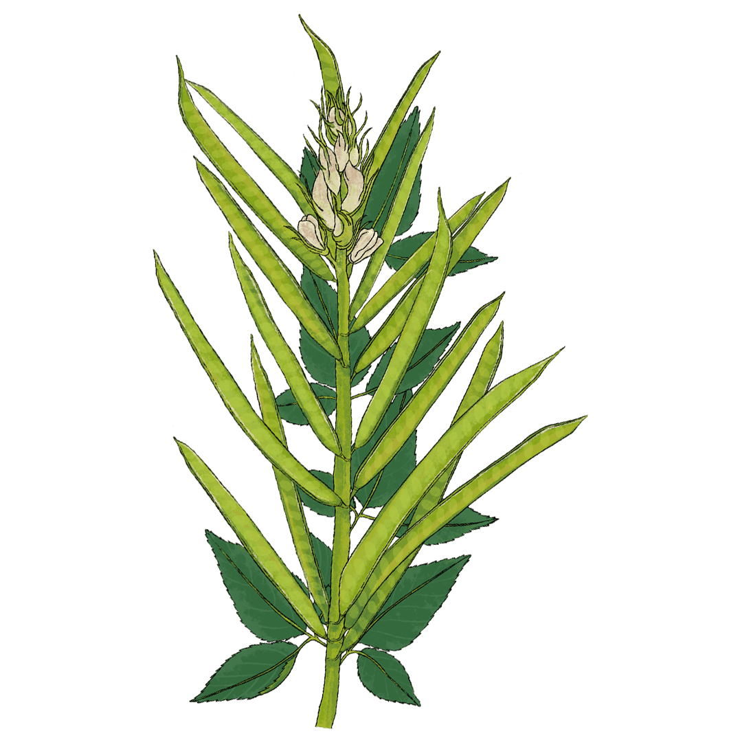 Guar