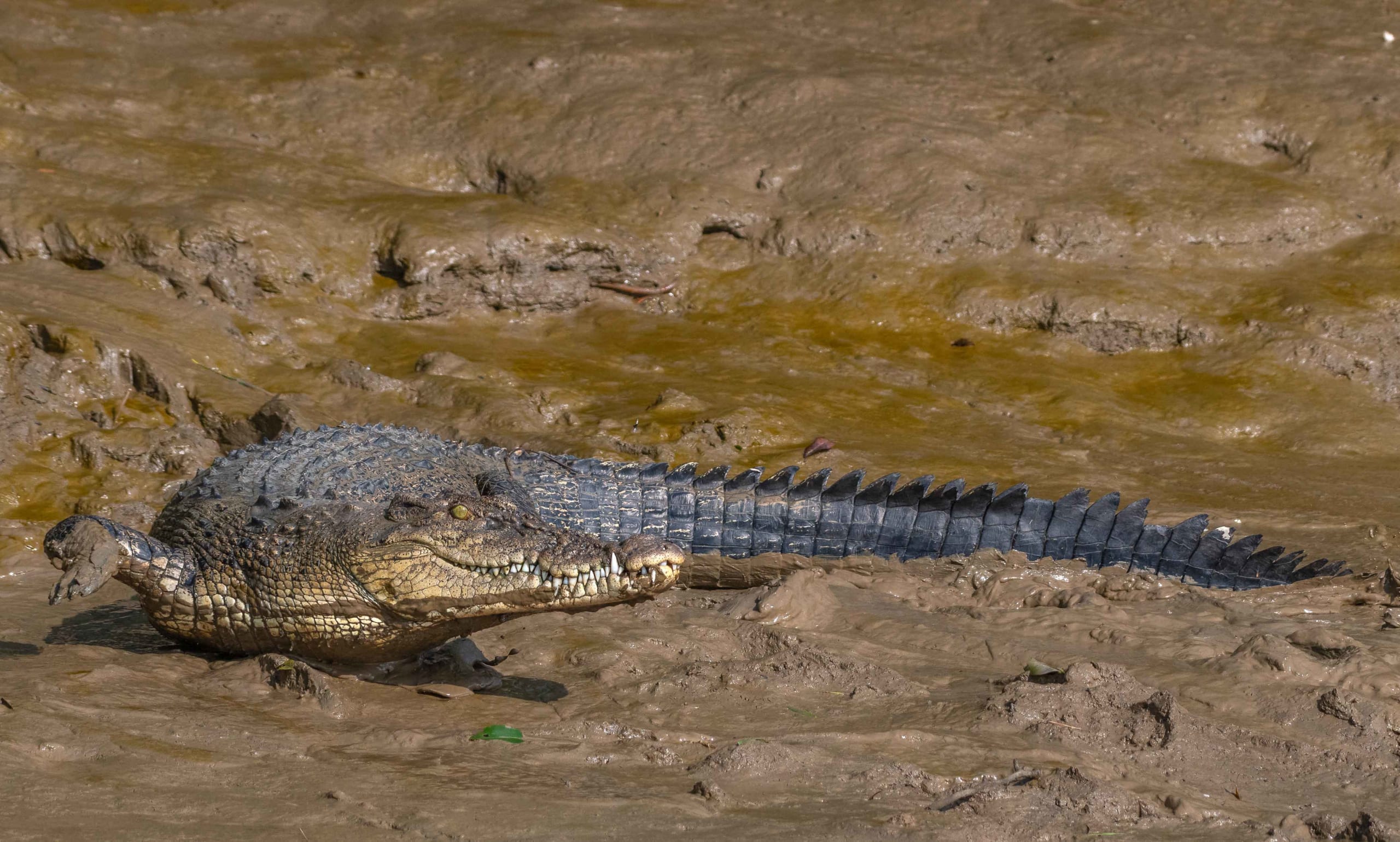 Back from the Brink: Saltwater Crocodiles in Bhitarkanika