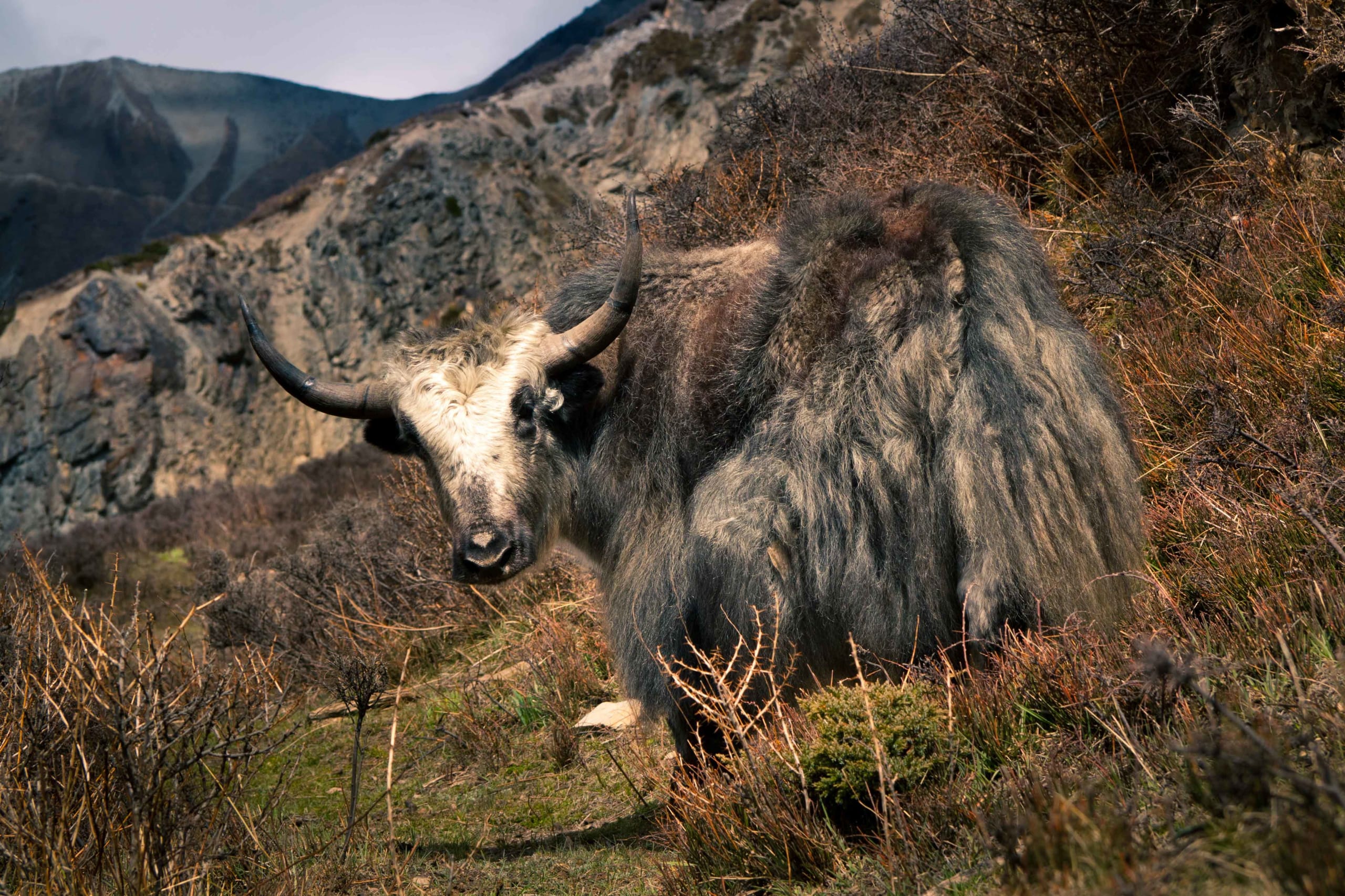 The Wild Yak: Treasure of the High Plateaus