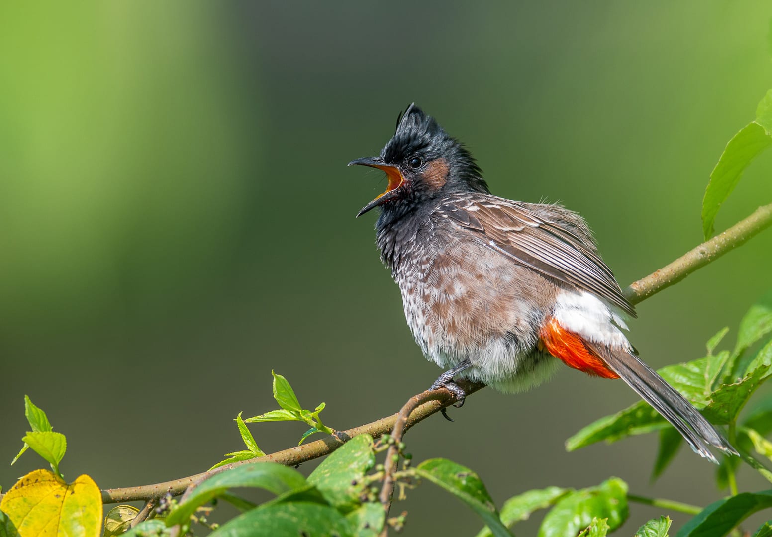 Bulbuls: Play on Merry Minstrels