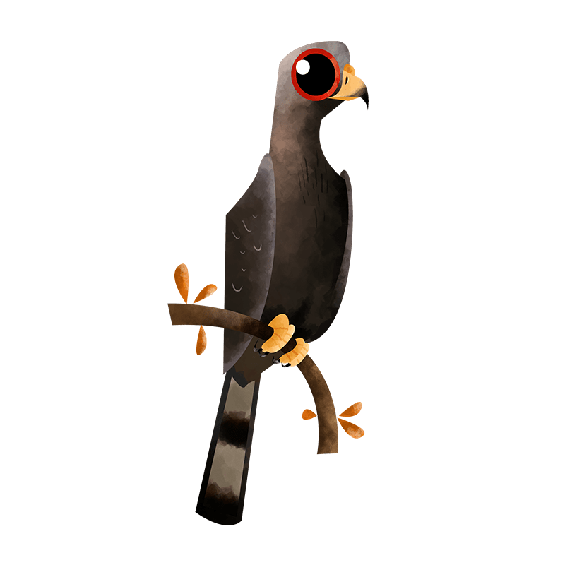 Oriental honey buzzard