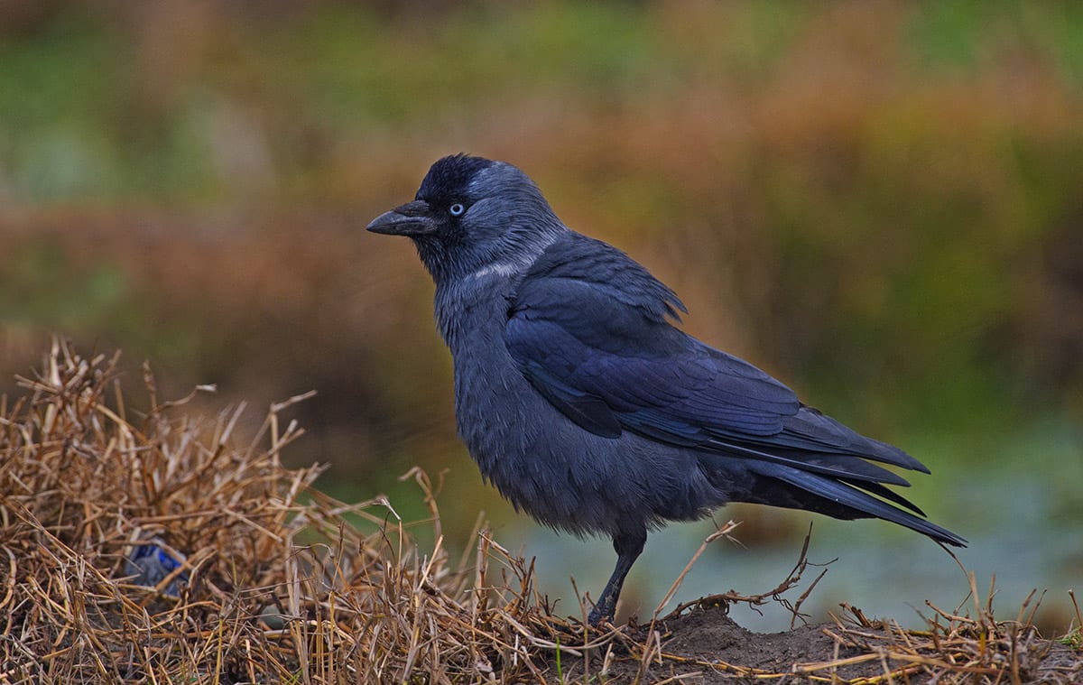 Jackdaw: Menacing-Looking Affable Crows
