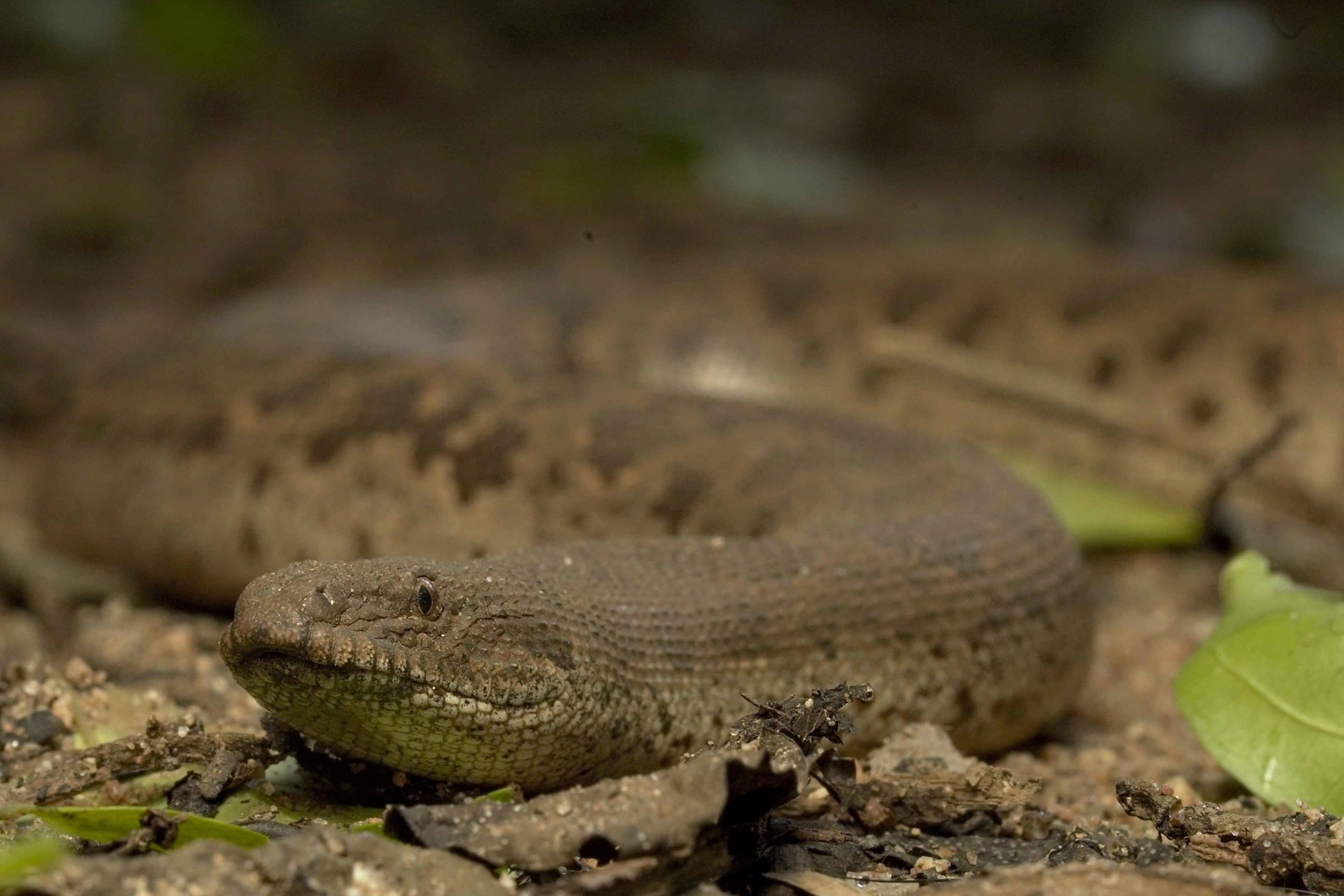 What Lies Beneath: Rough-scaled Sand Boa