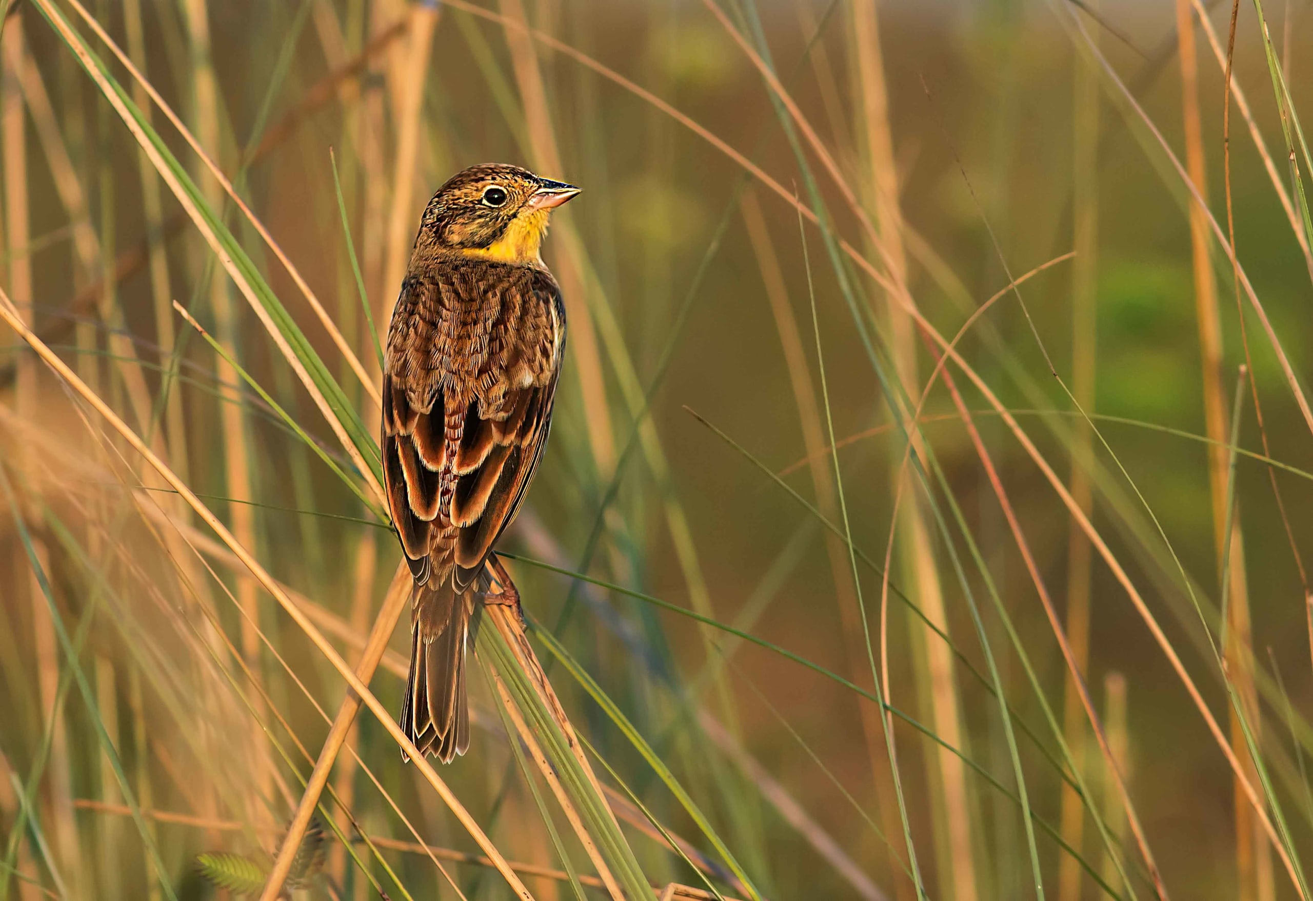 By the Flock: Decline of the Yellow-breasted Bunting