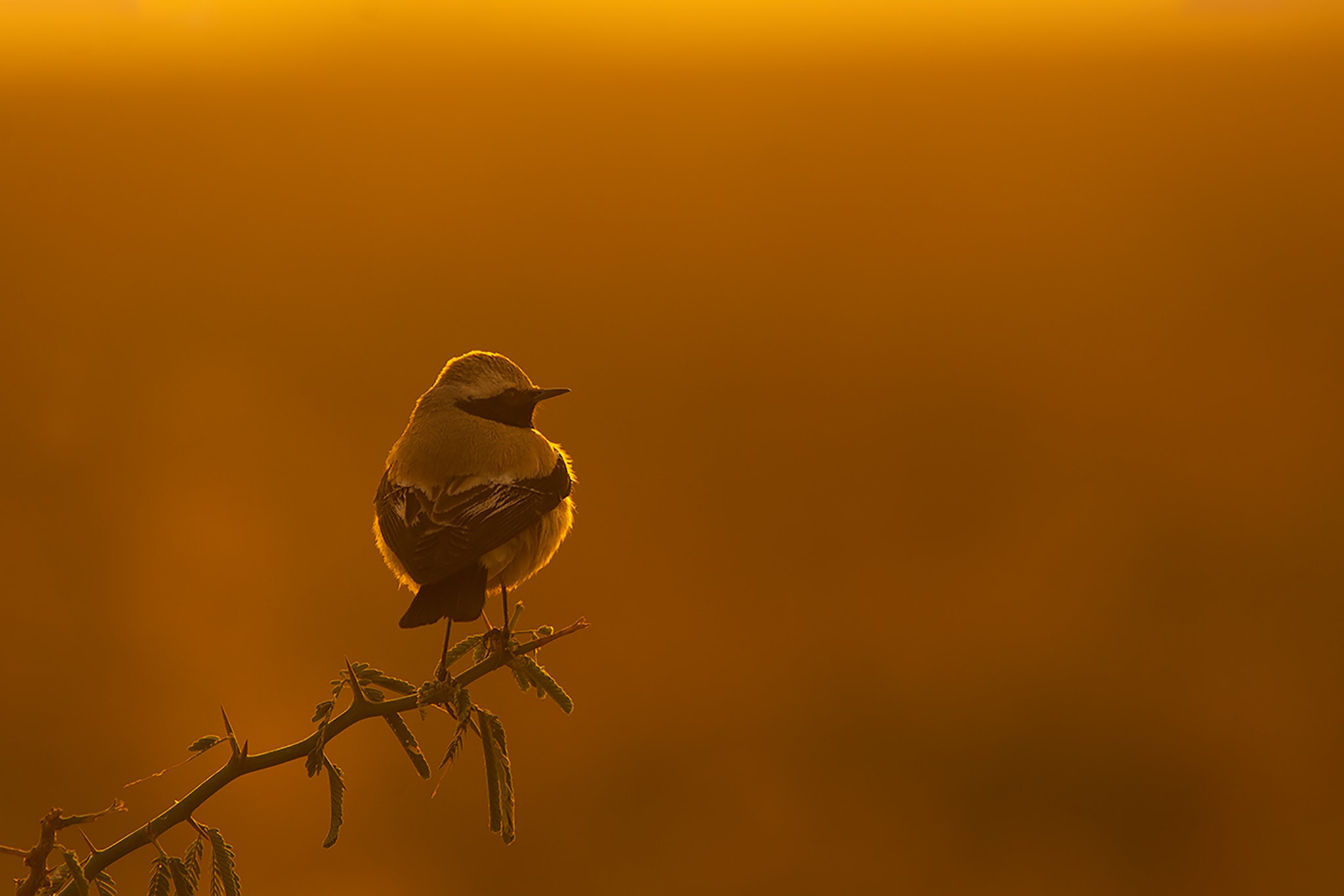 Decoding the Wheatears of India