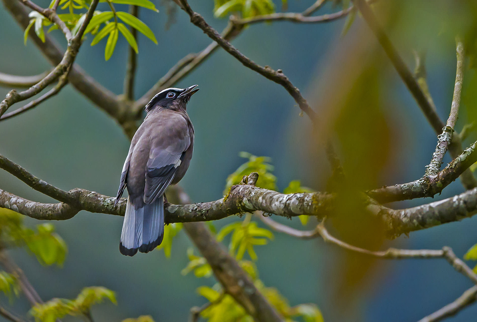 Pretty Cochoas: Sparking Joy in the Himalayas