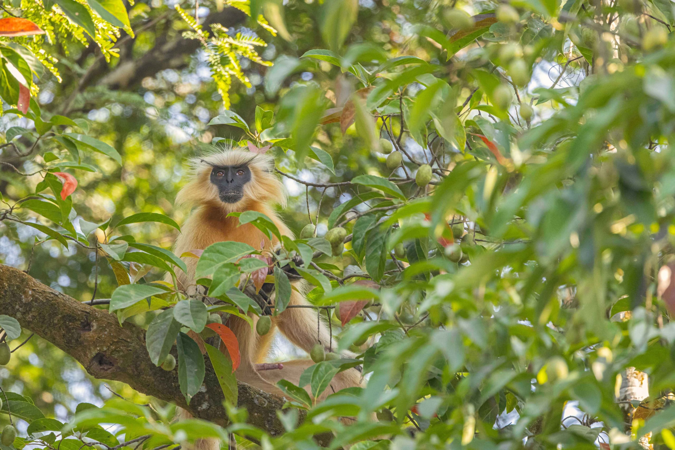 The True Tree World of Golden Langurs