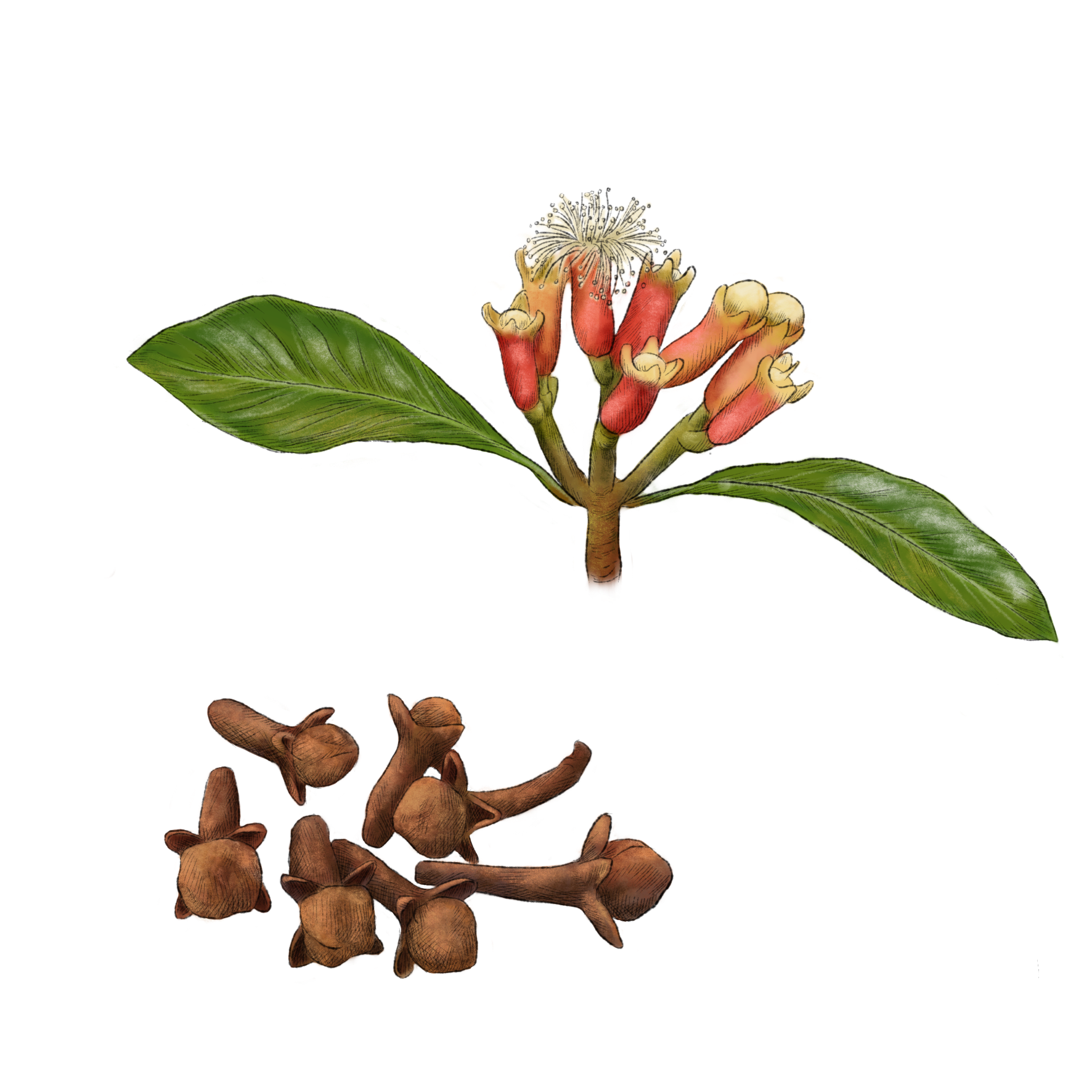 Clove Plant Diagram