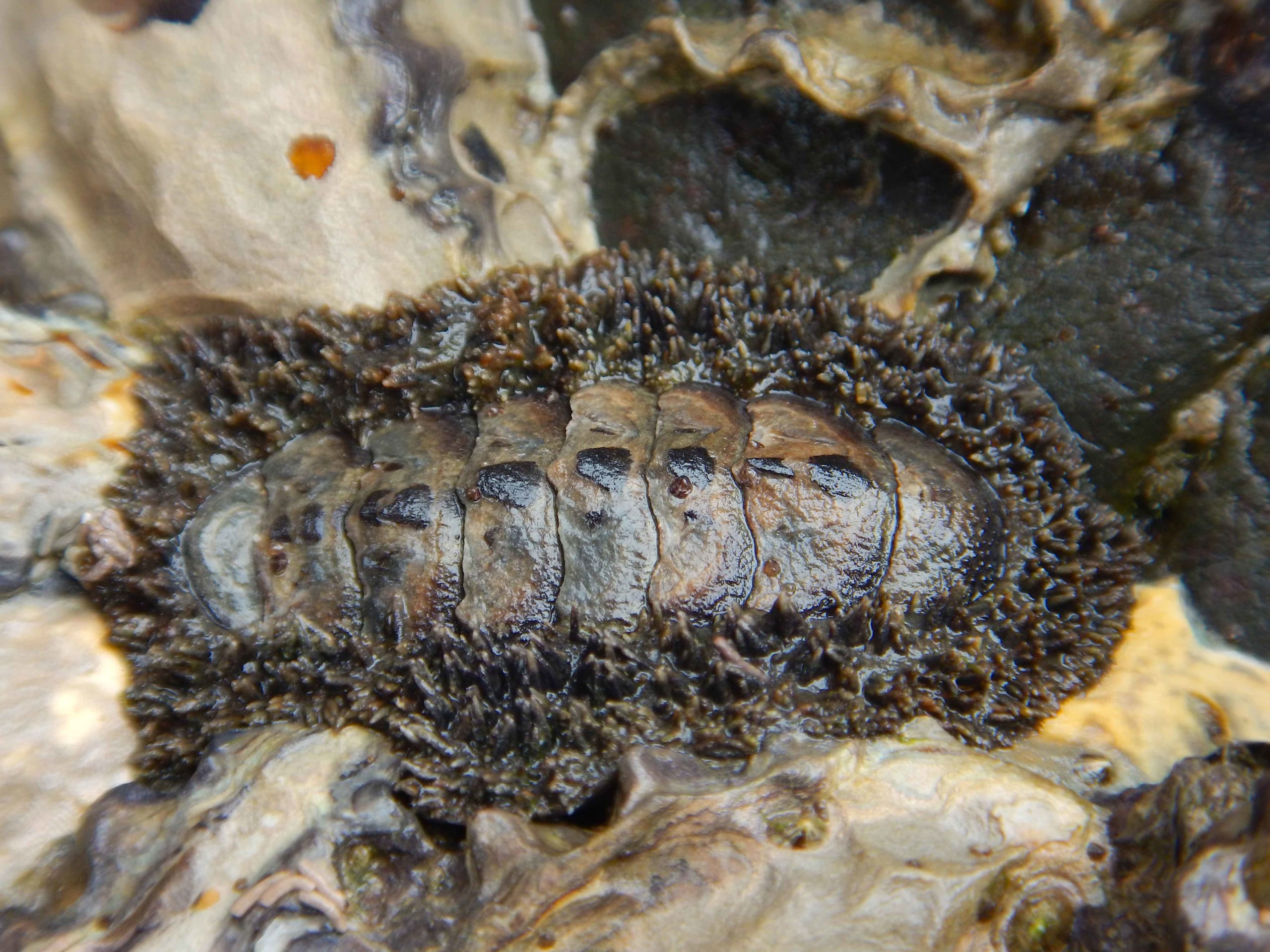 Chitons: Primitive Inhabitants of Today’s Seashores
