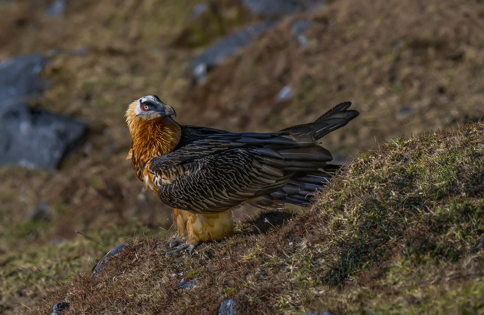 Bearded Vulture: The Marrow-Minded Raptor