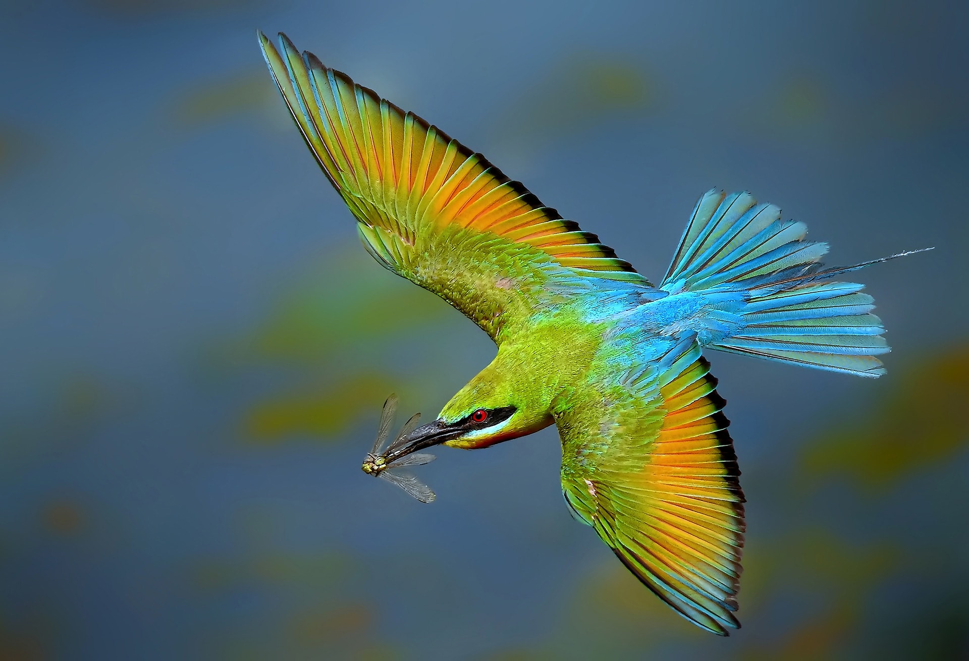 Sky Skaters: Sally Forth with Vibrant Bee-eaters