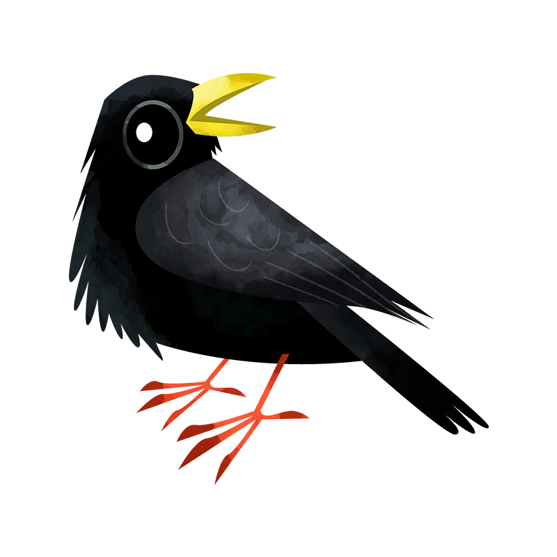 Yellow-billed chough