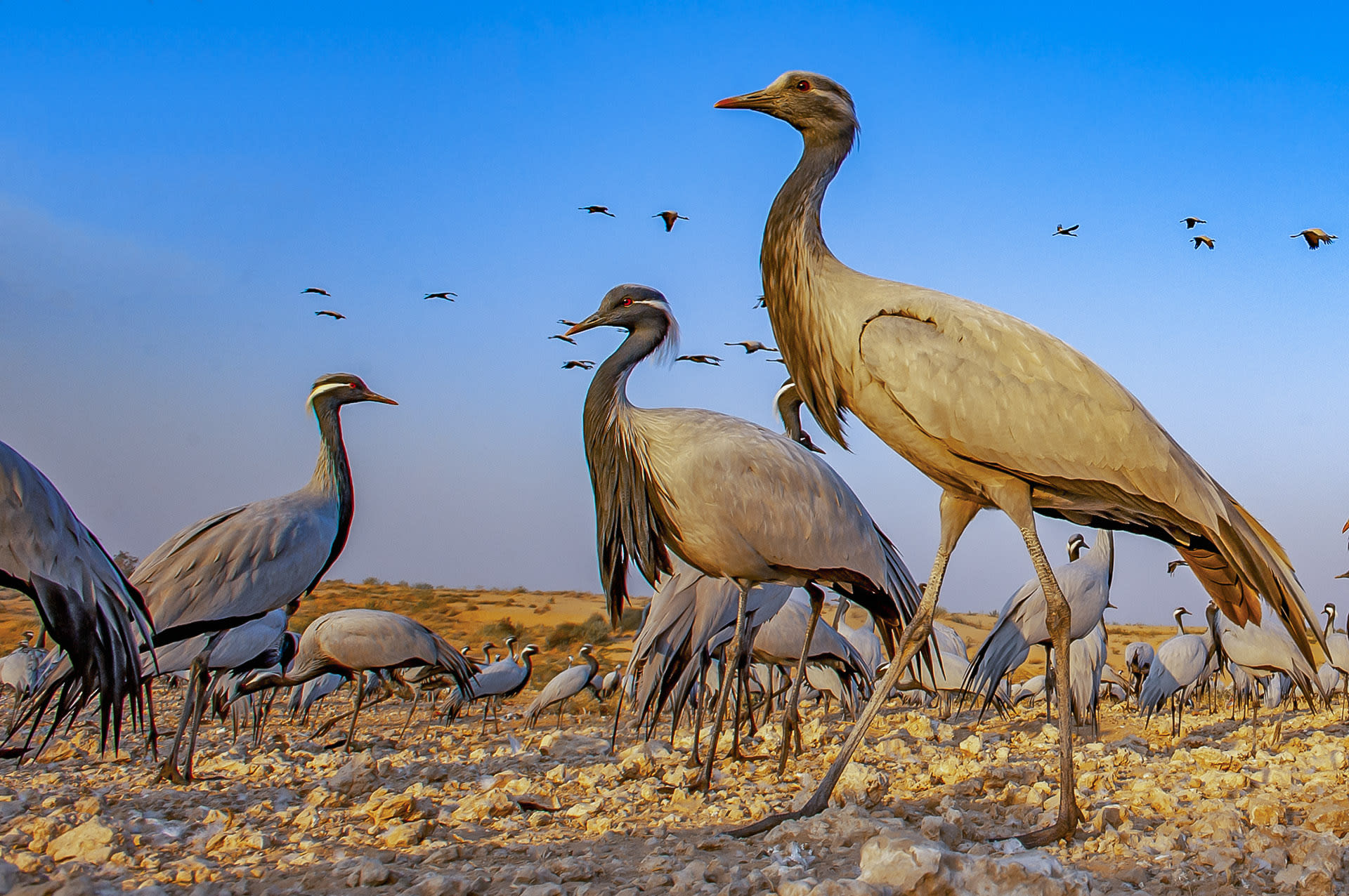 Cranes: Trumpeters of the Skies