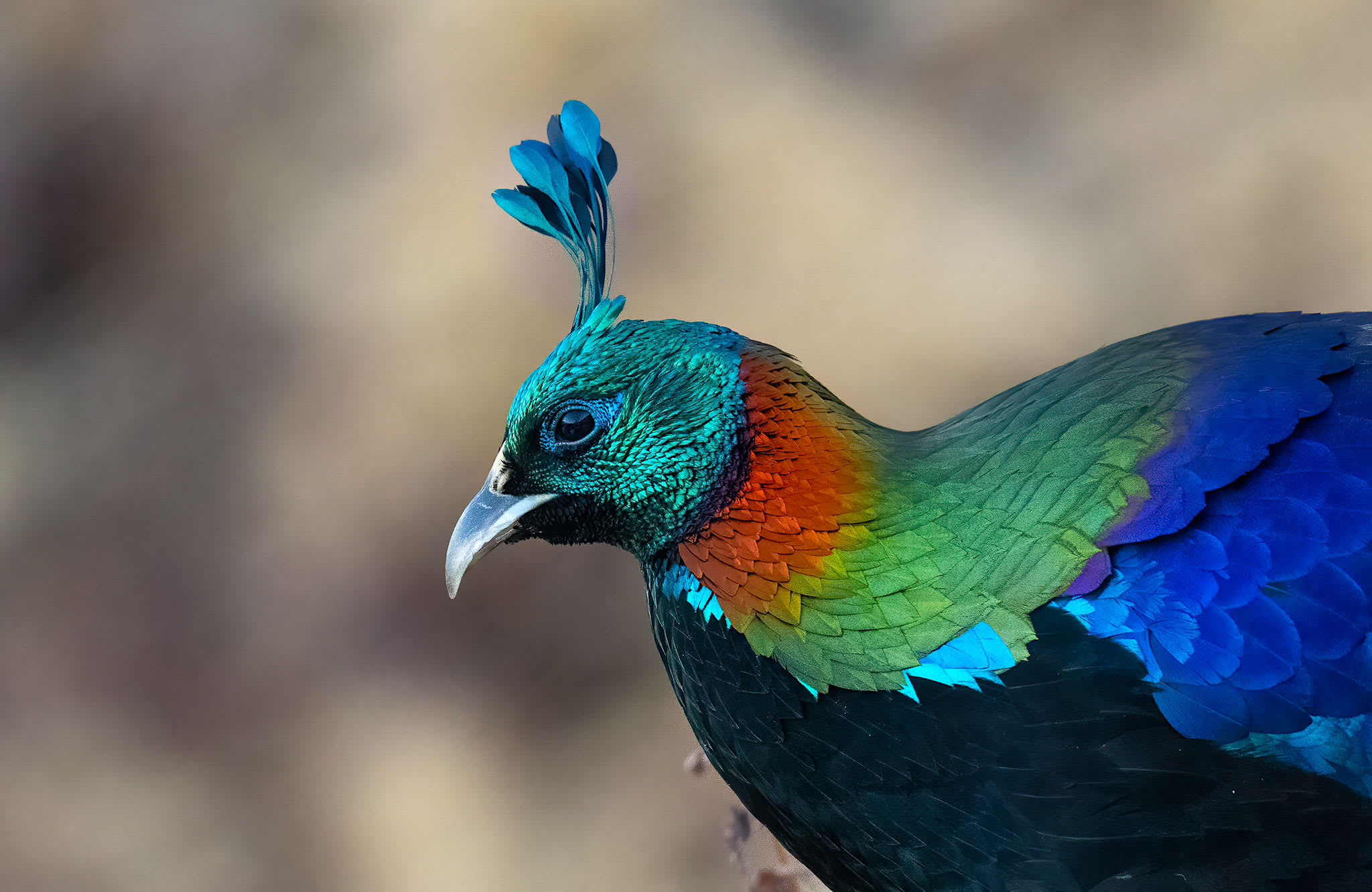 Bejewelled: On the Trail of the Himalayan Monal in Uttarakhand