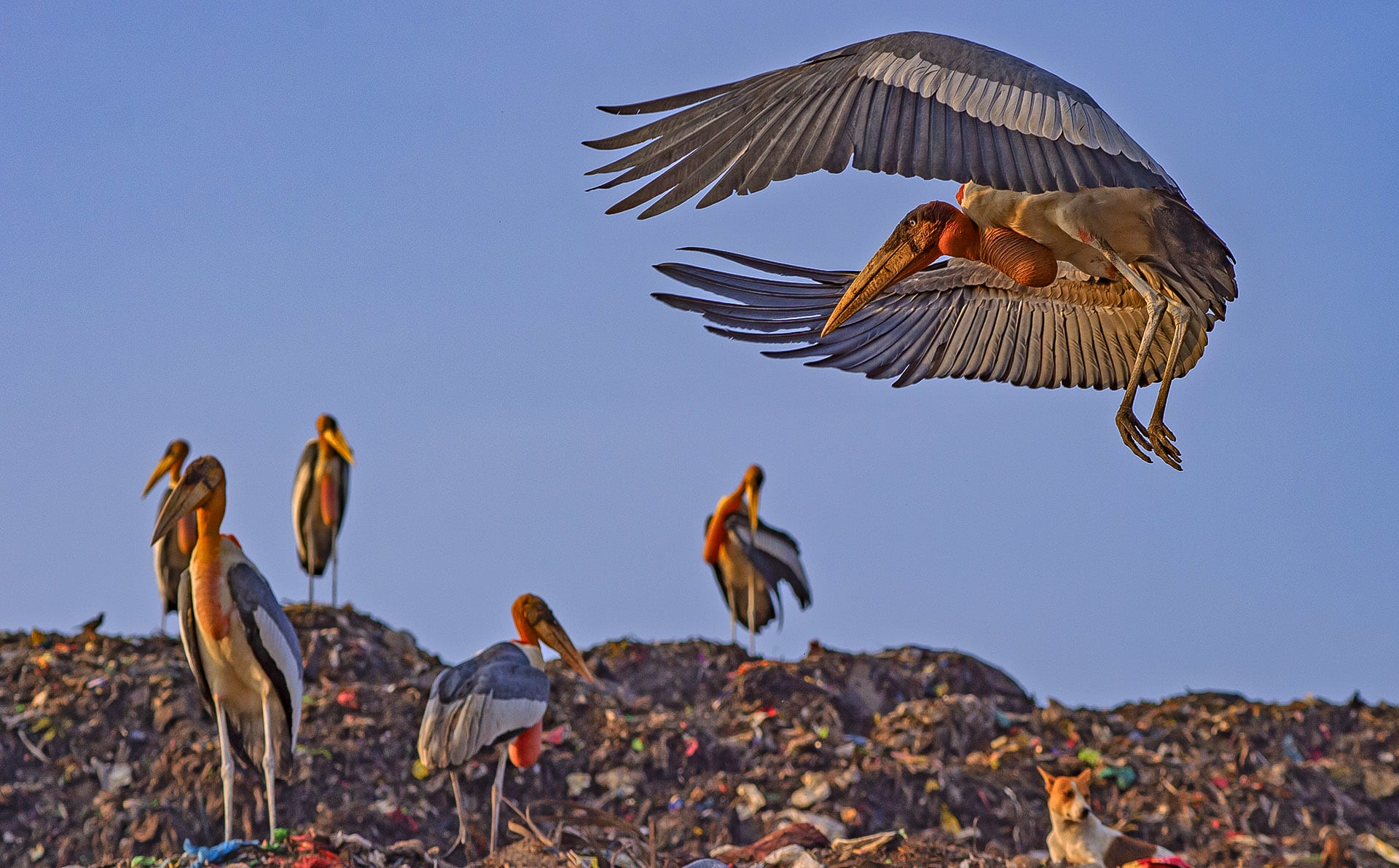 Storks: Birds with Broadsword Bills