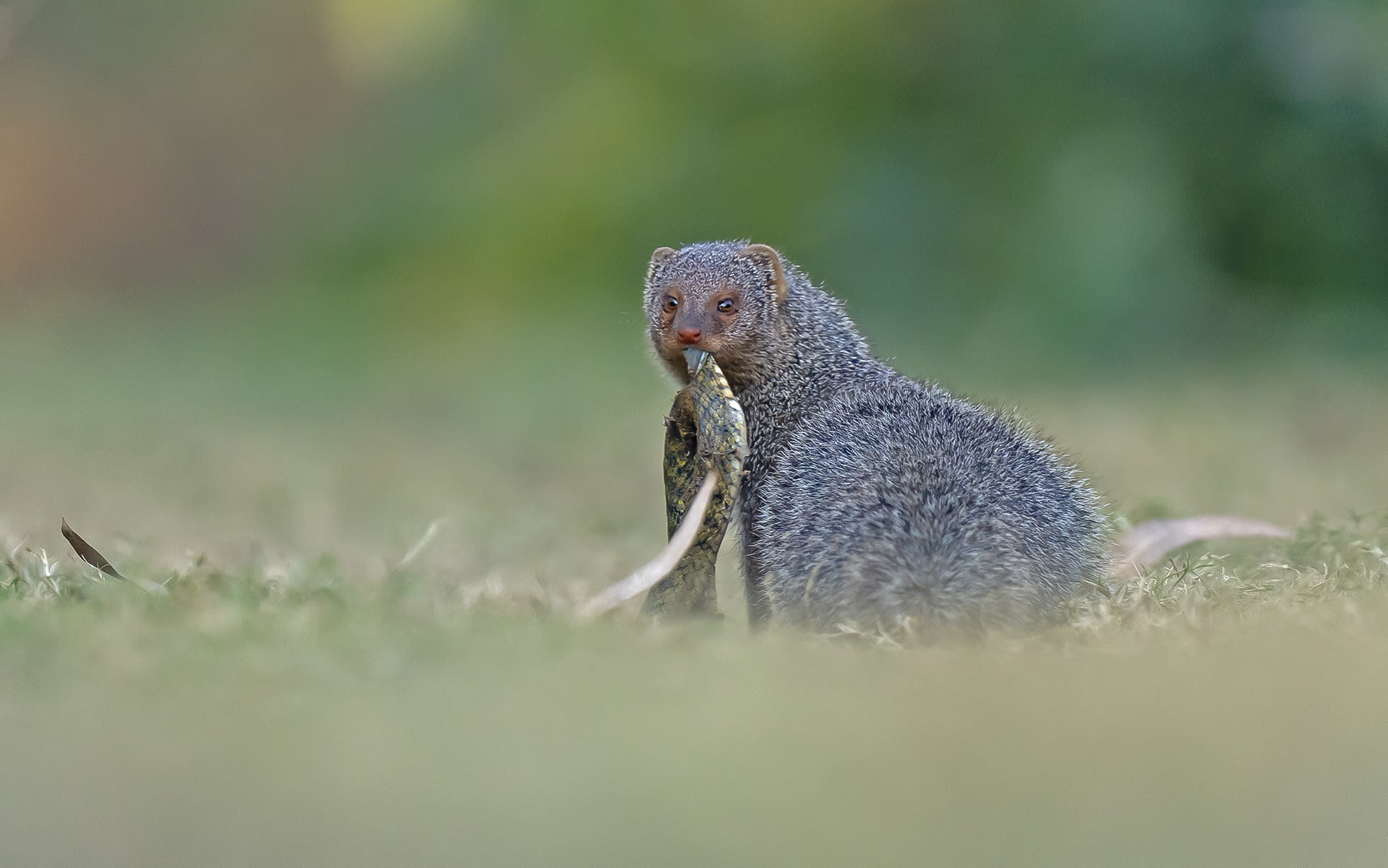 The Indian Grey Mongoose: The Cobra’s Nemesis
