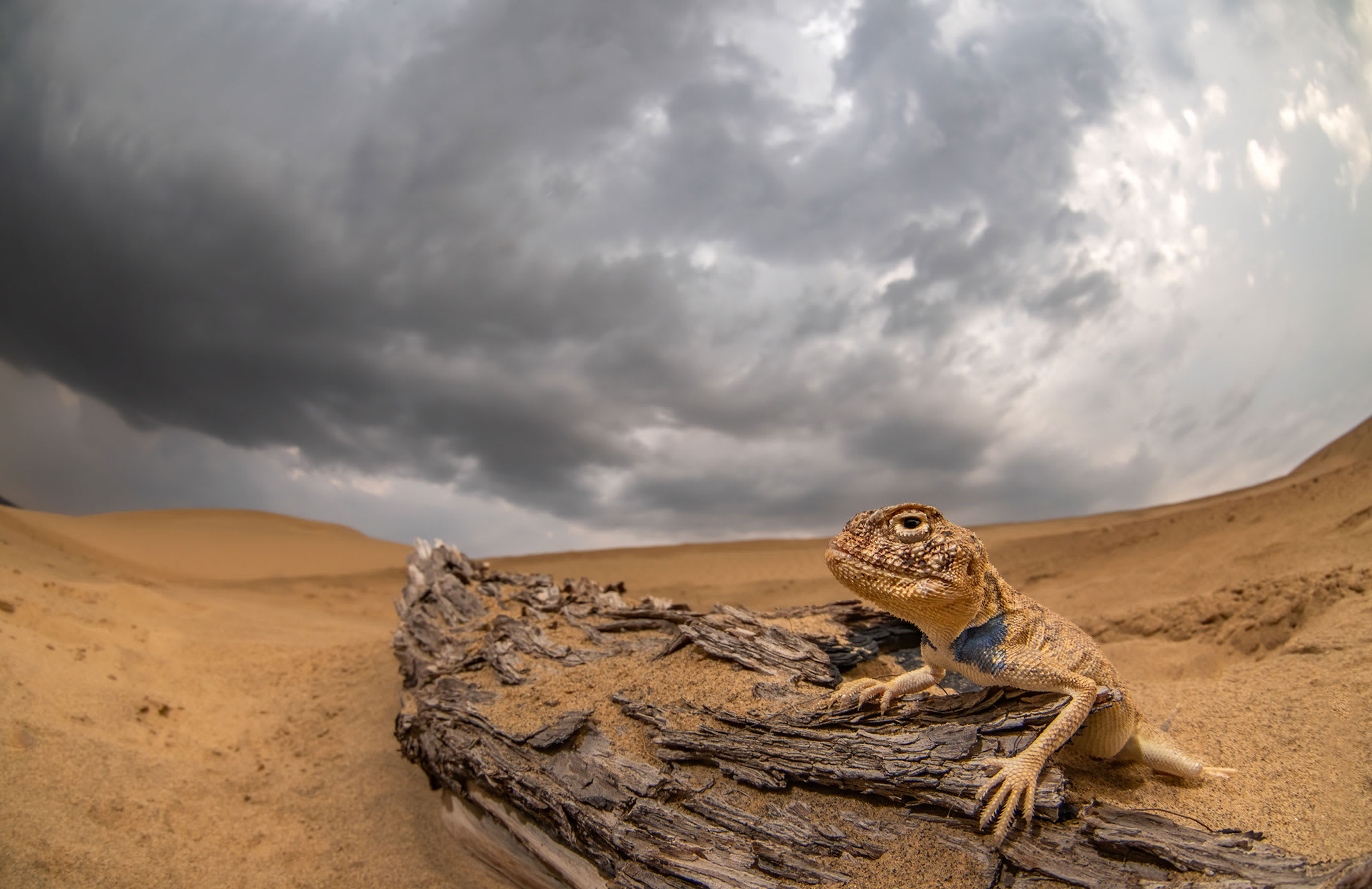 Rajasthan Toad-headed Agama: Master of the Shifting Sands