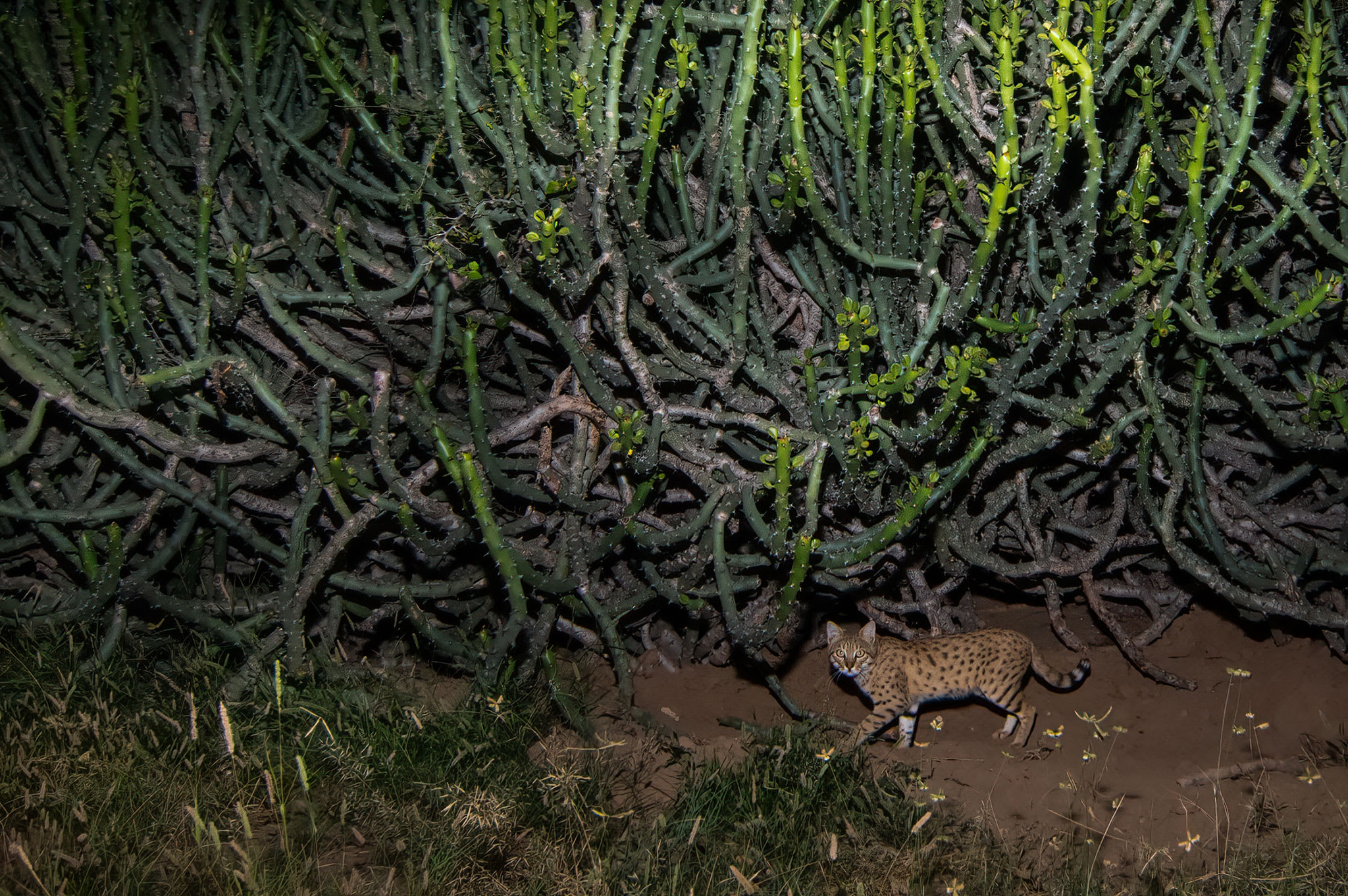 In Search of the Elusive Indian Desert Cat