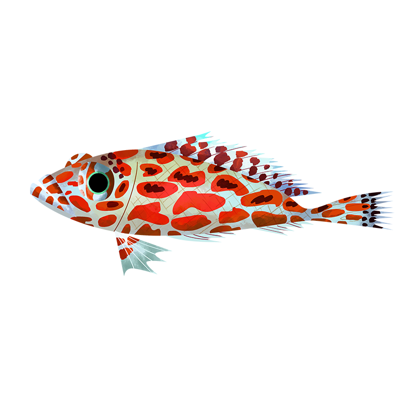 Hawkfish