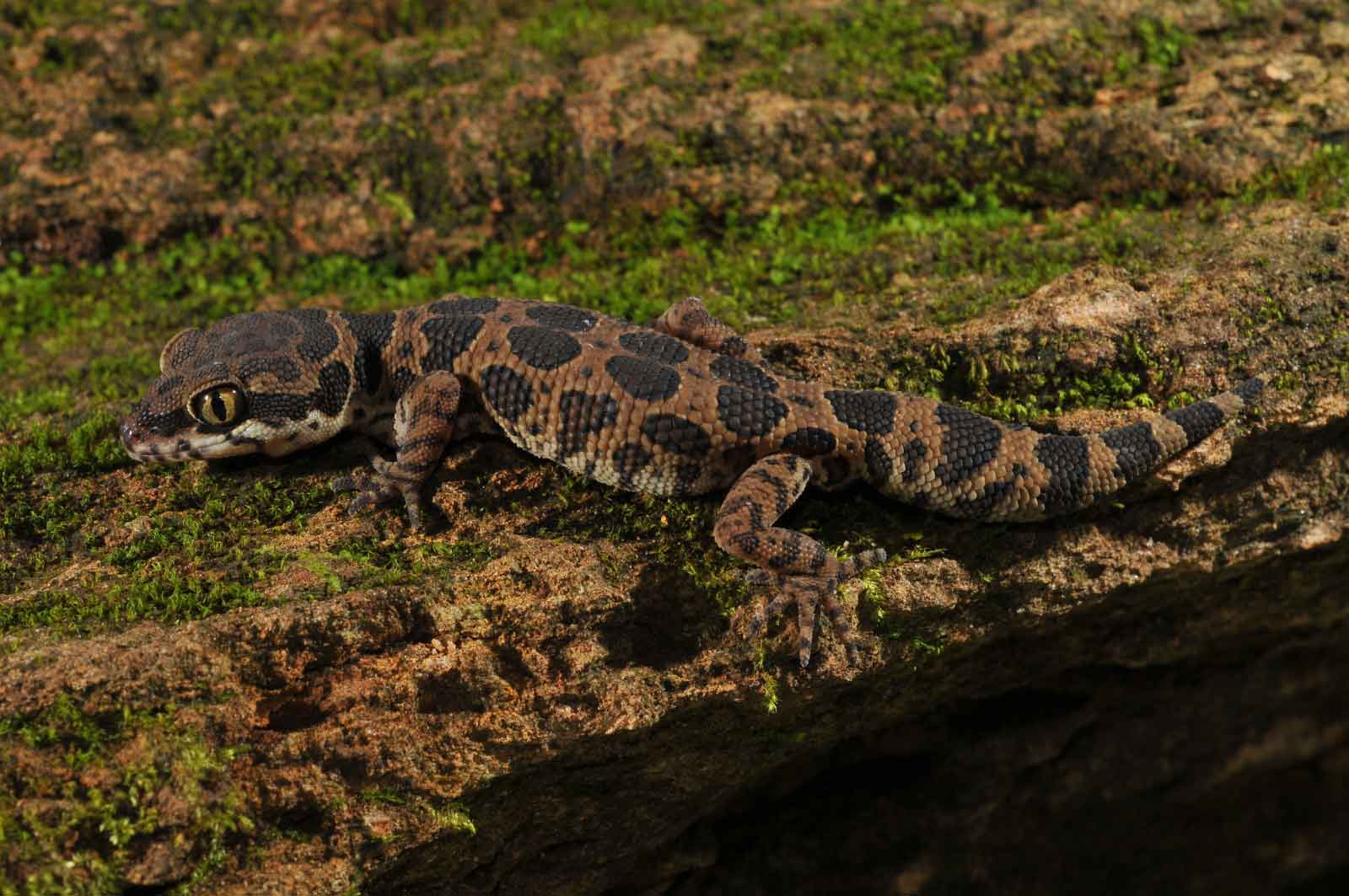 Jeypore Ground Gecko: Hidden in the Mountains