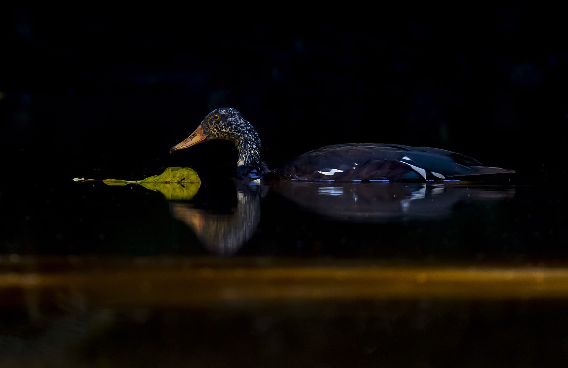 White-winged Wood Duck: An Icon of Forest Pools