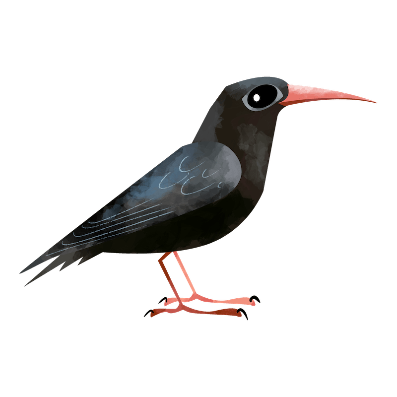 Red-billed chough